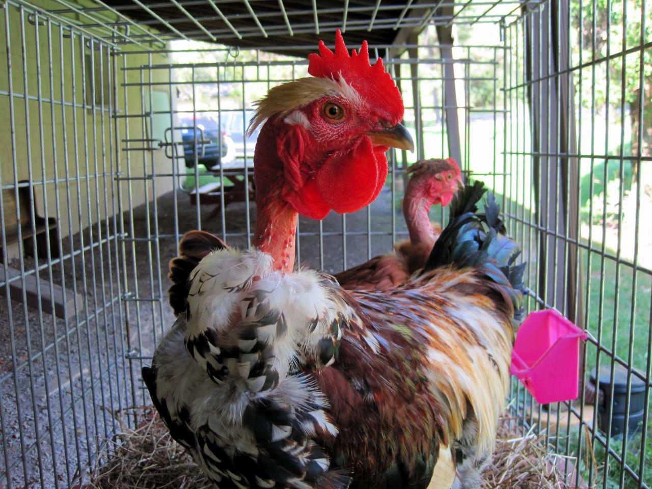 Turken Rooster BackYard Chickens