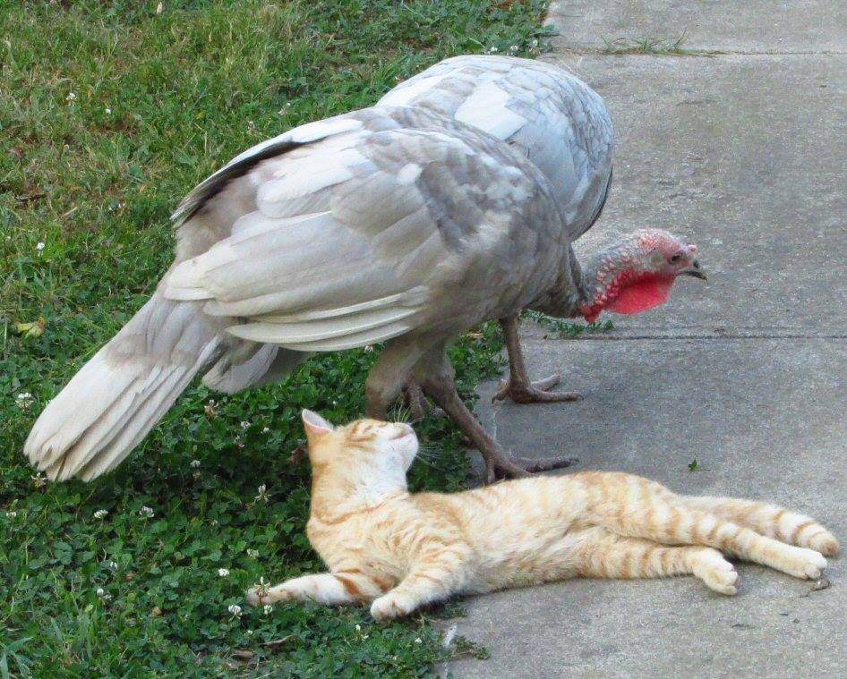 *
Turkey and kitty having fun