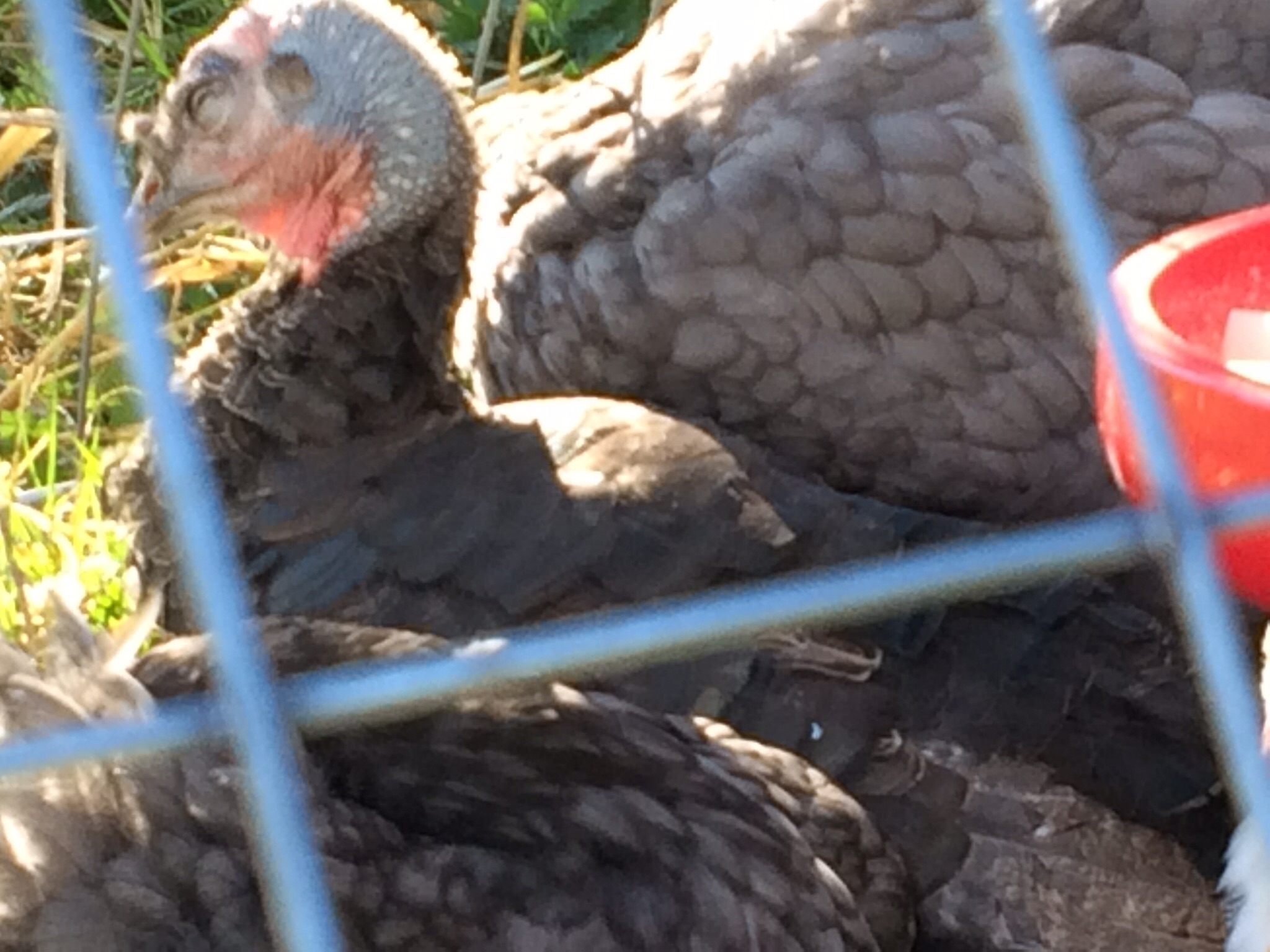 Turkey being slept on by the chickens