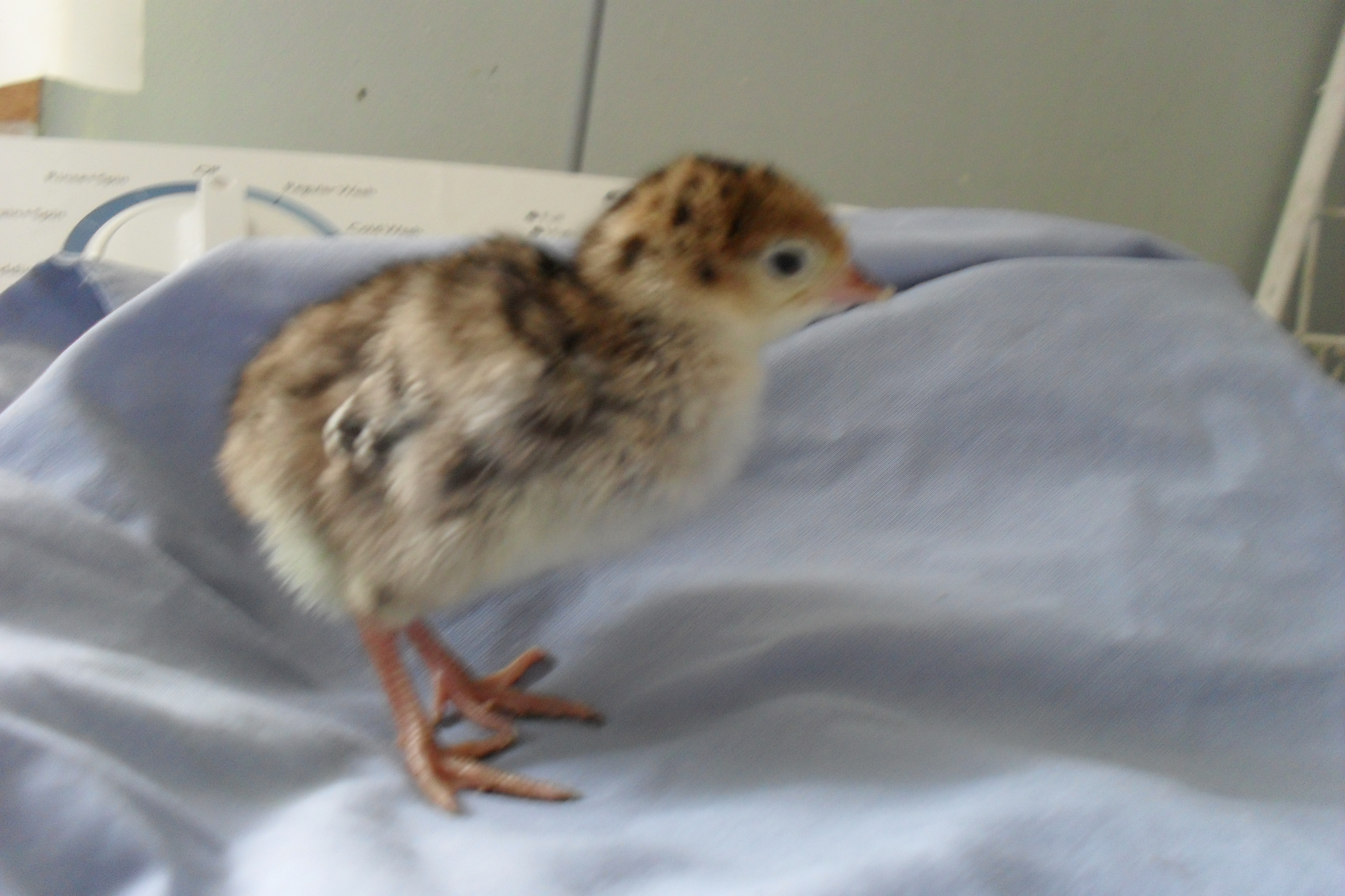 Turkey chick
