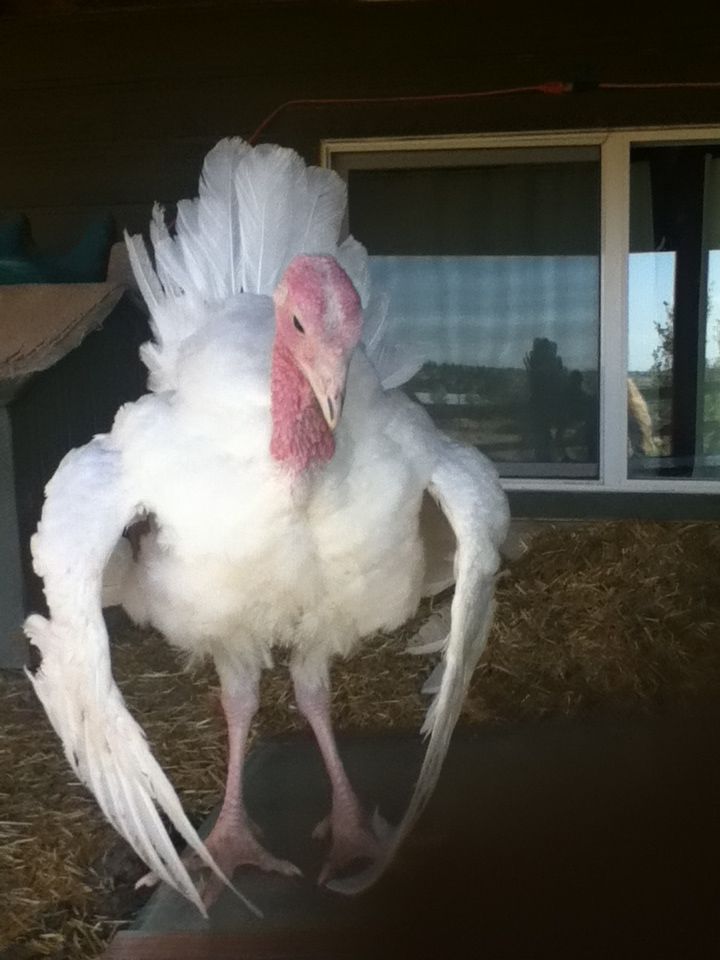 turkey does this all the time!