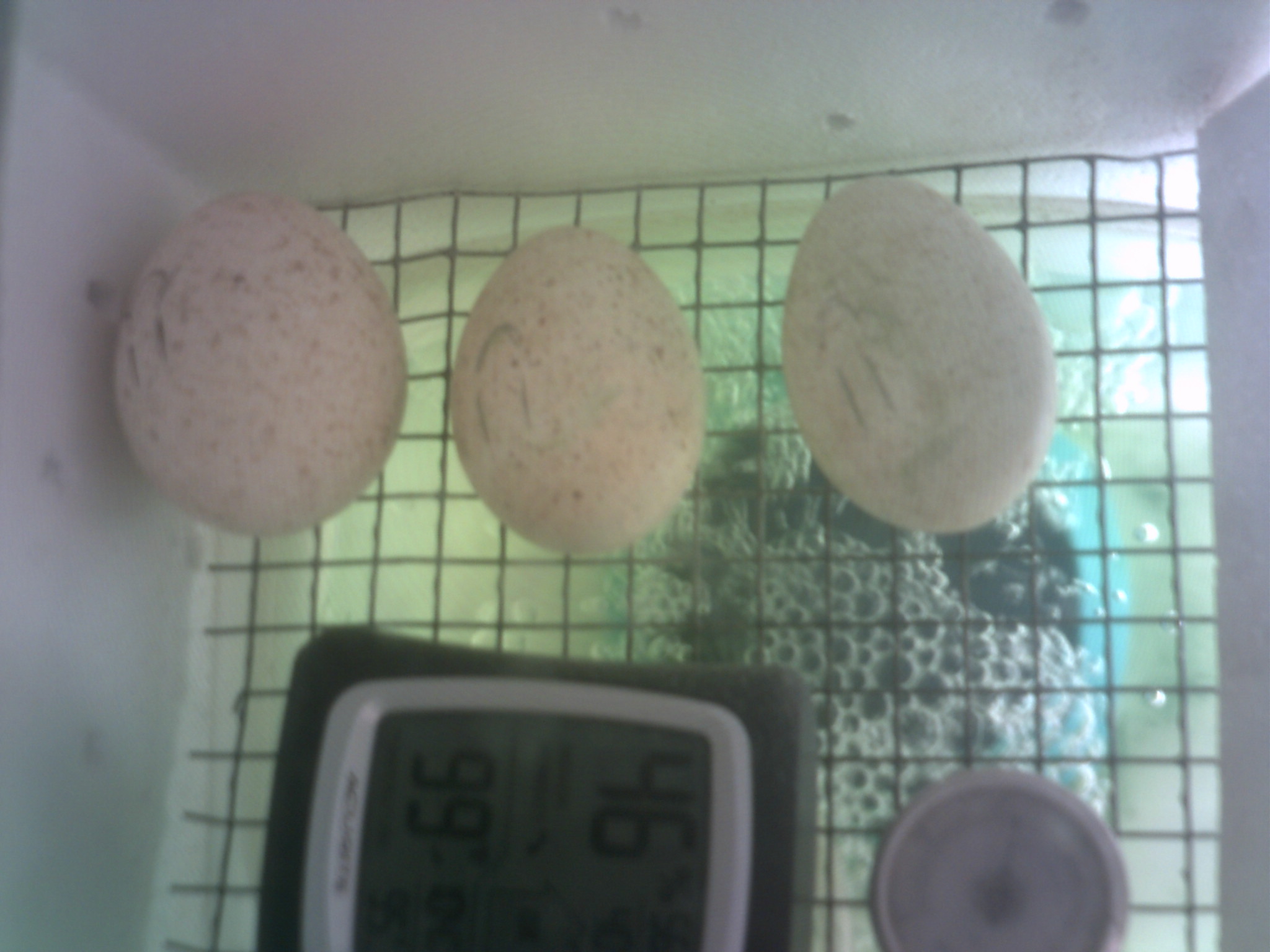 turkey eggs due to go into lockdown next friday