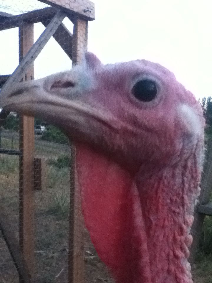 Turkey, he is my baby!