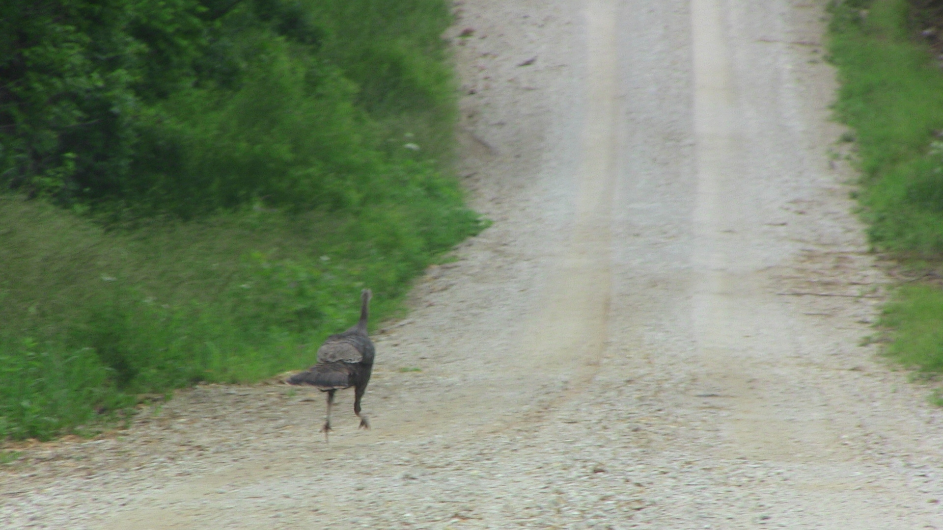 Turkey on the road...again