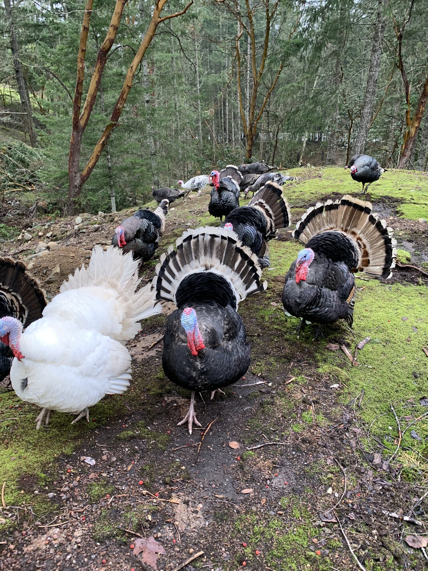 Turkey parade