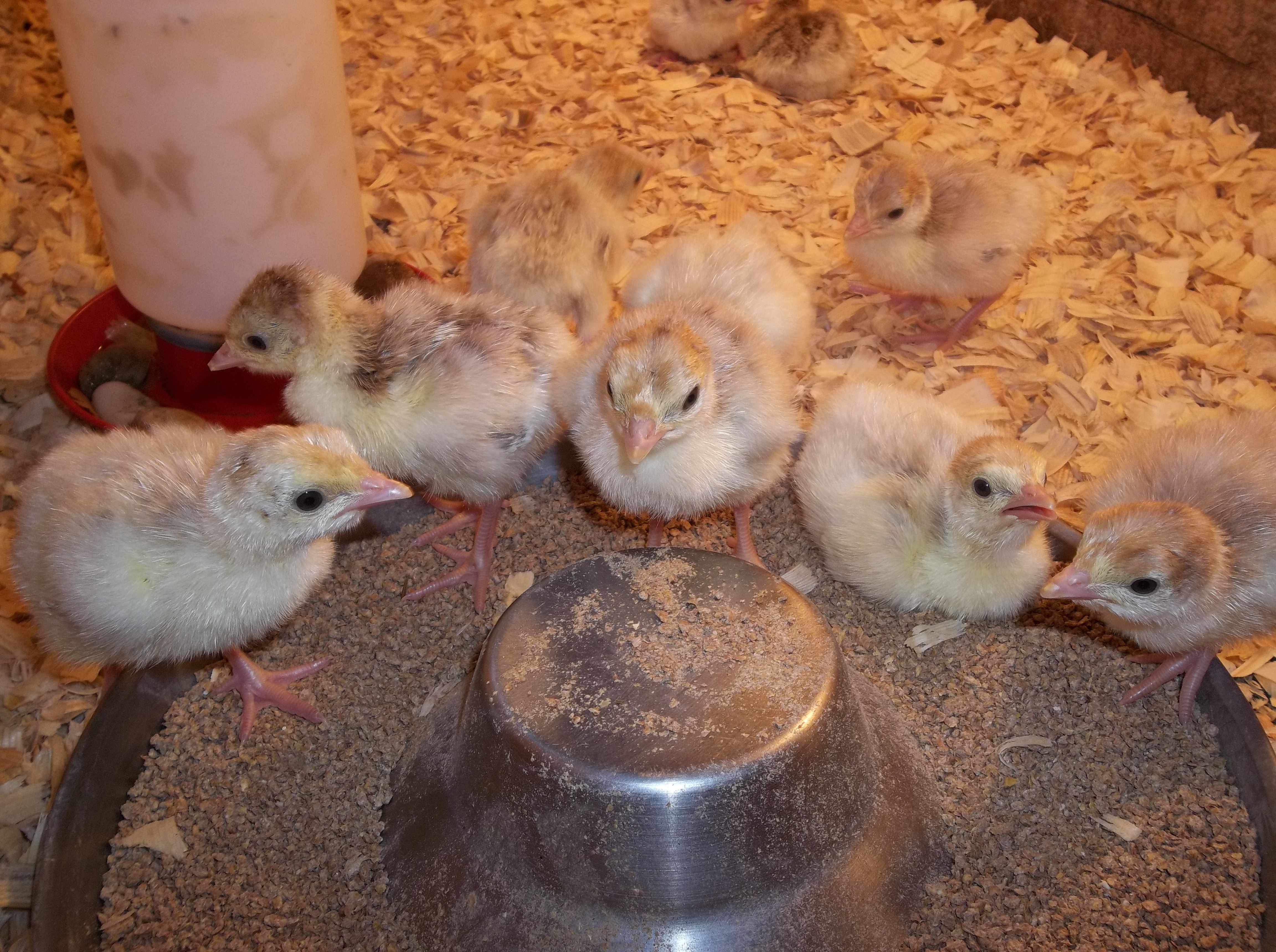 Turkey Poults