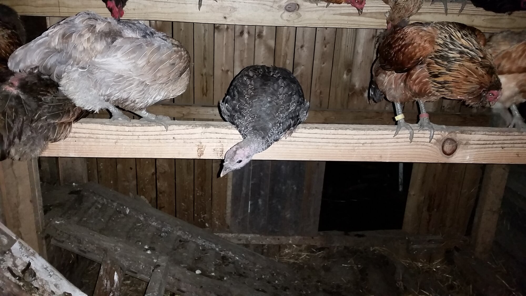 Turkey roosting