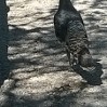 Turkey that visited us