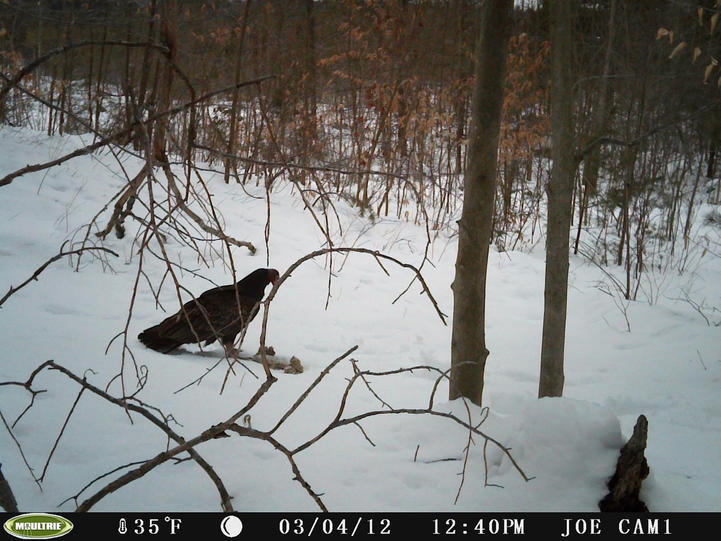 Turkey Vulture