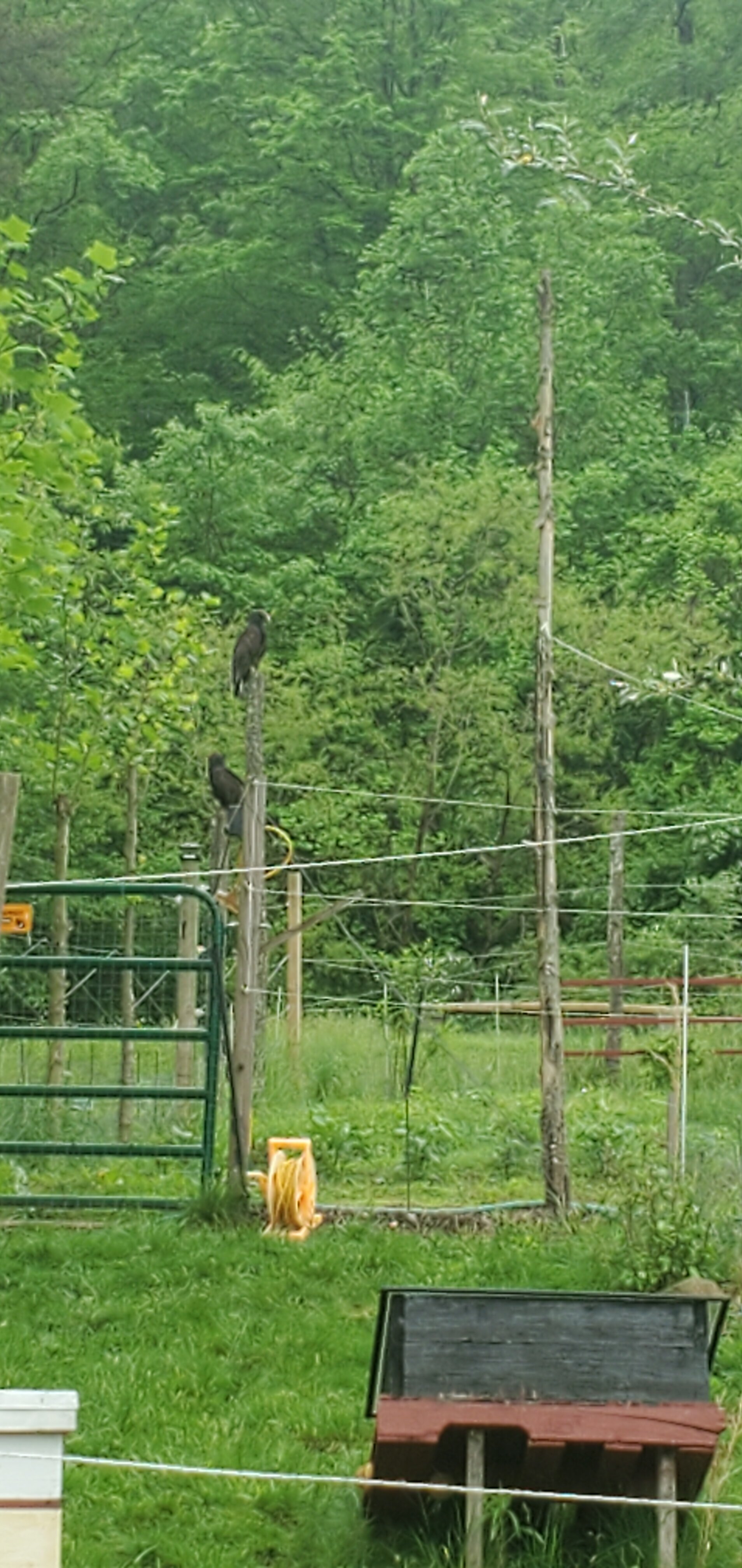 Turkey Vultures