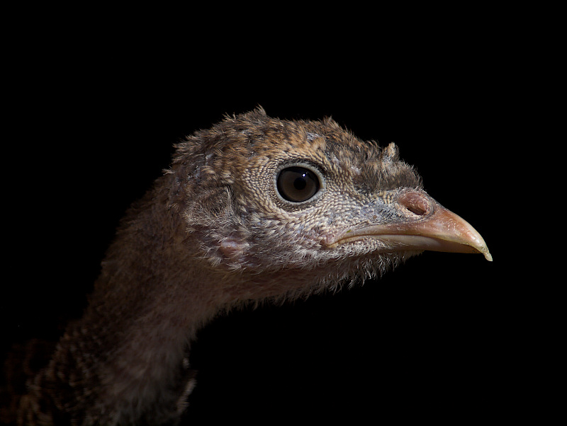 Turkey