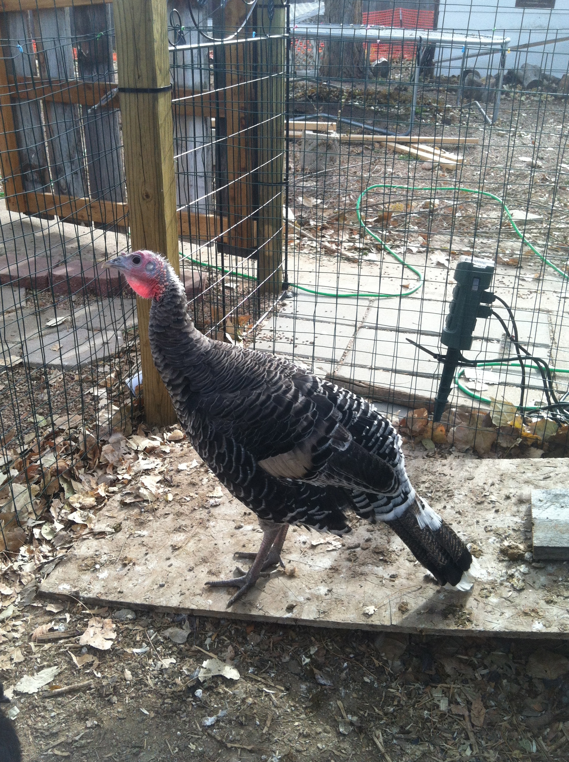 Turkeyburd