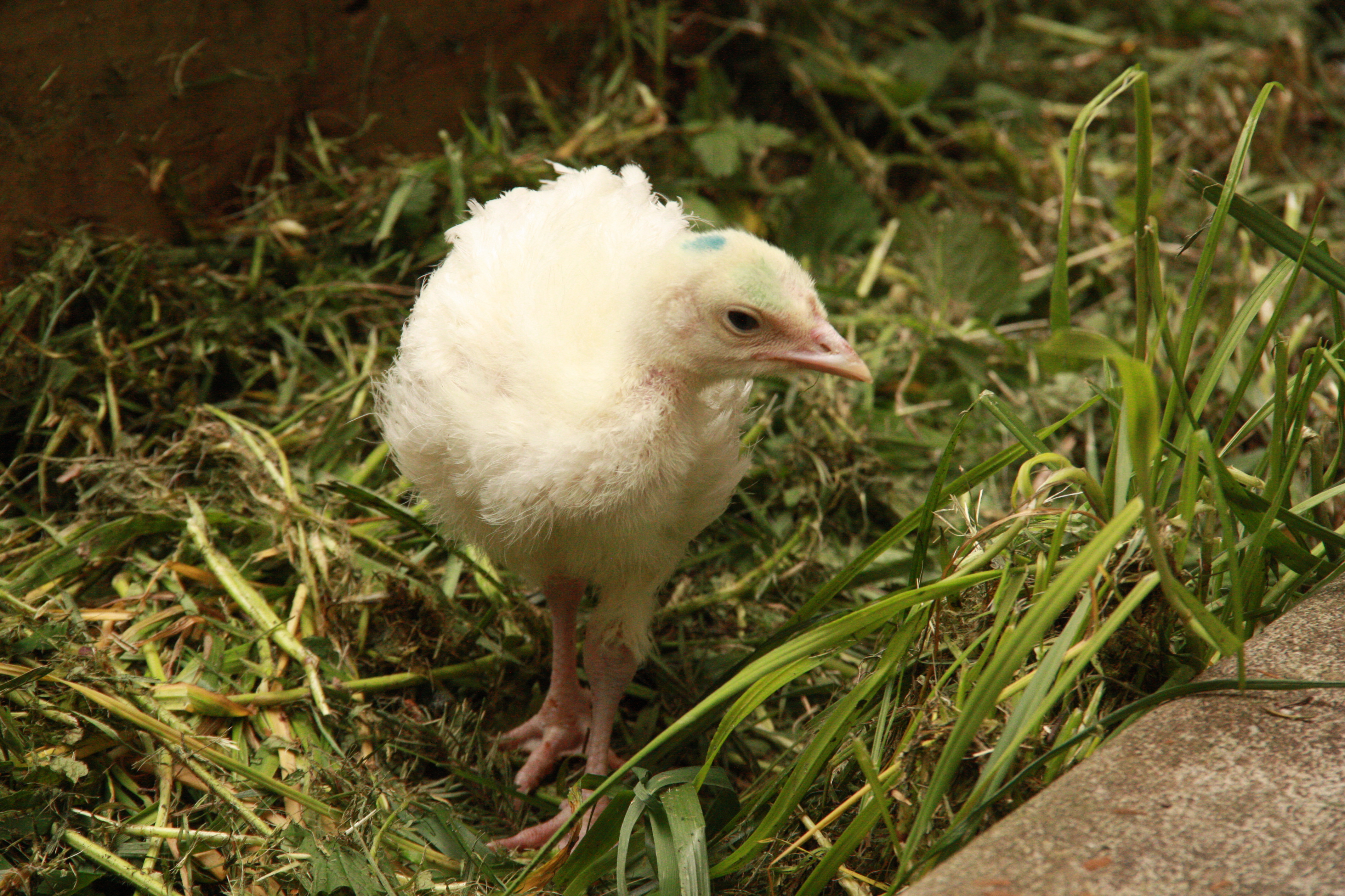 Turkeys almost a month and a half old