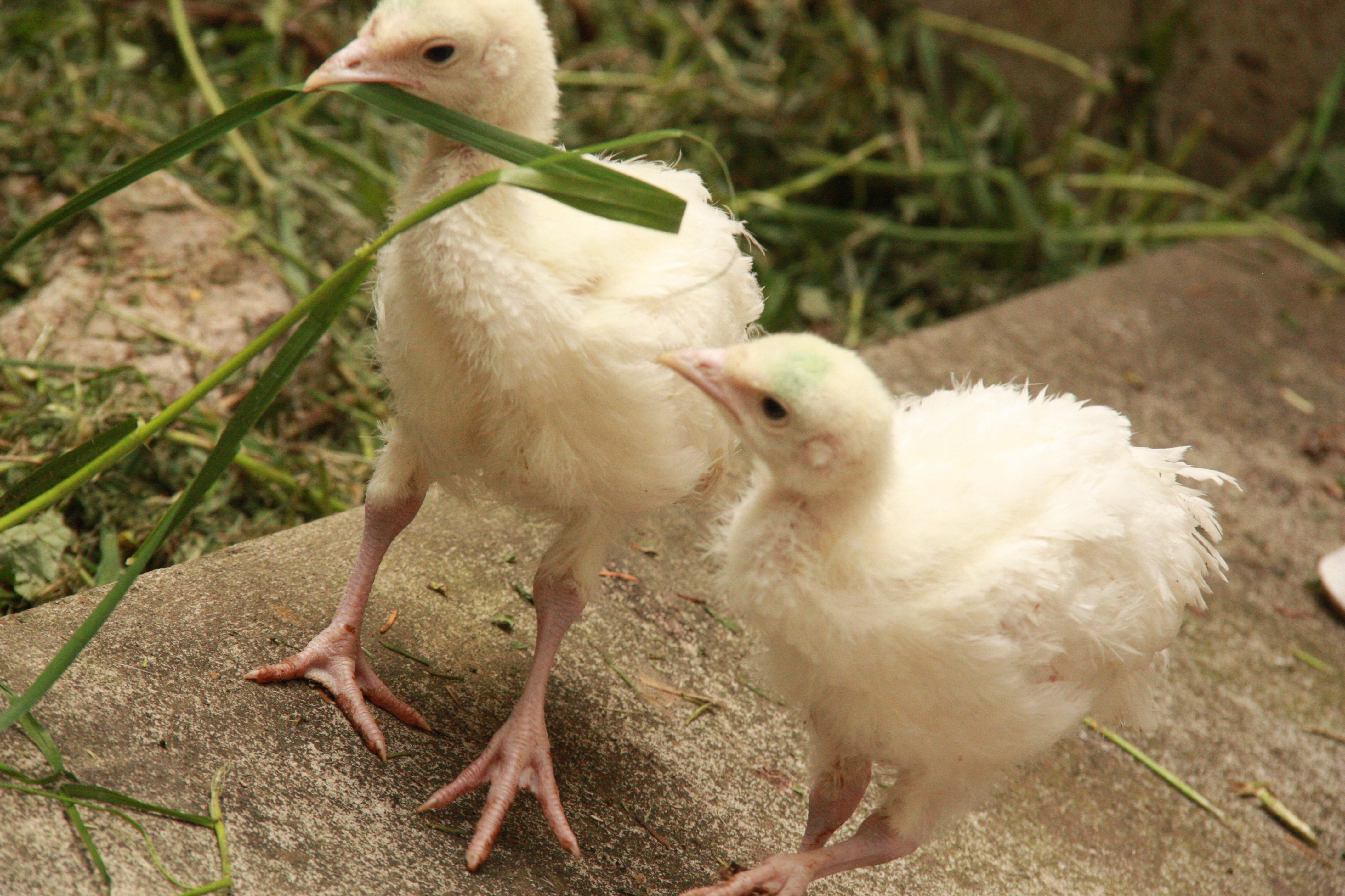 Turkeys almost a month and a half old