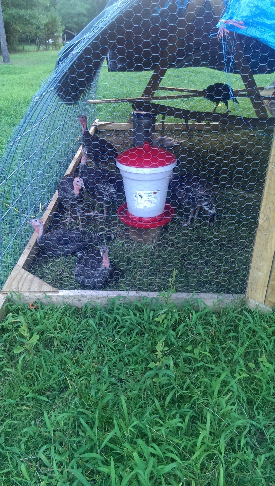 Turkeys at 3 months old. Broad Brest Bronze, Blue Slate & Black Spanish.