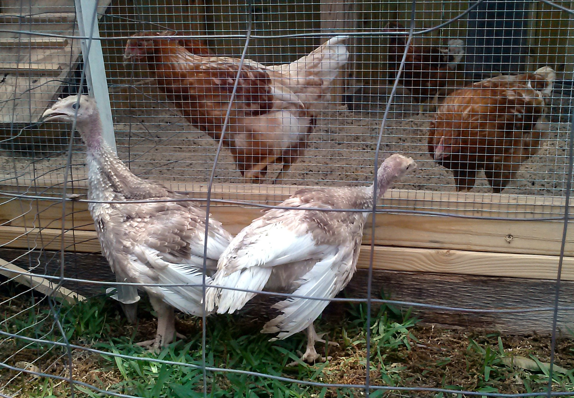 Turkeys at 4 weeks old compared to chicks at 10 weeks old.