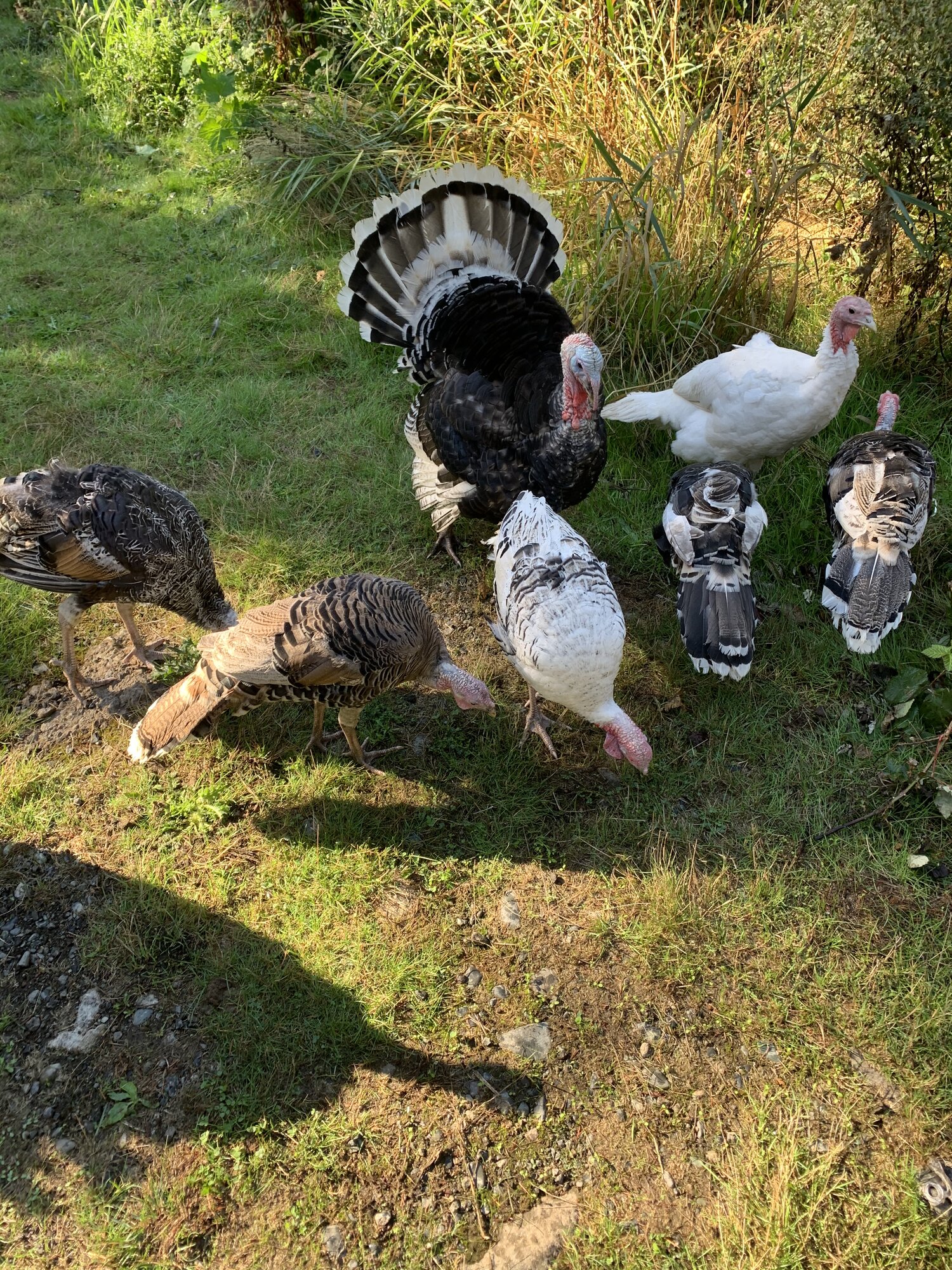 Turkeys enjoying the sunshine