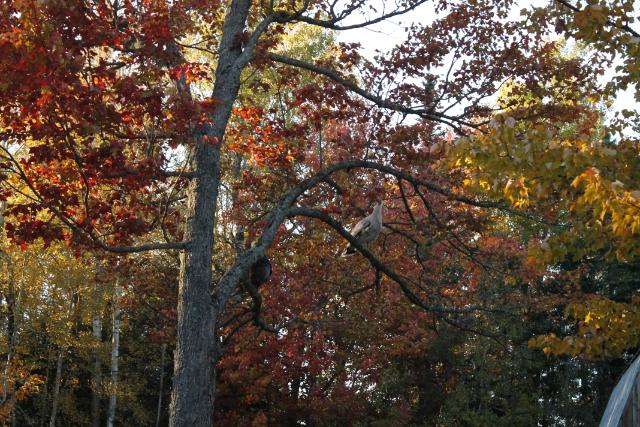 Turkeys in tree (Eastern wild on left, Royal Palm on right) Both females.