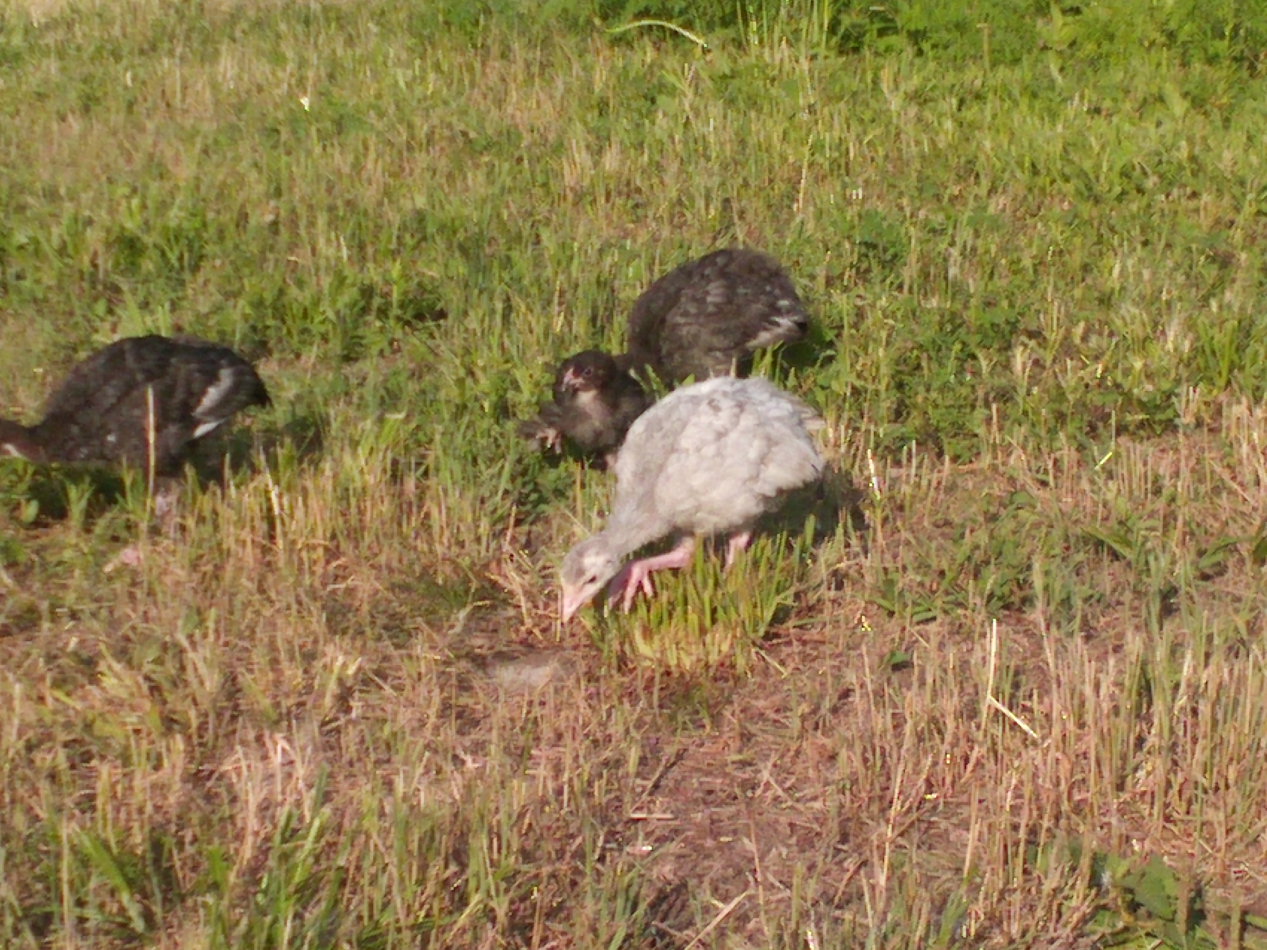 Turkeys poults first day exploring