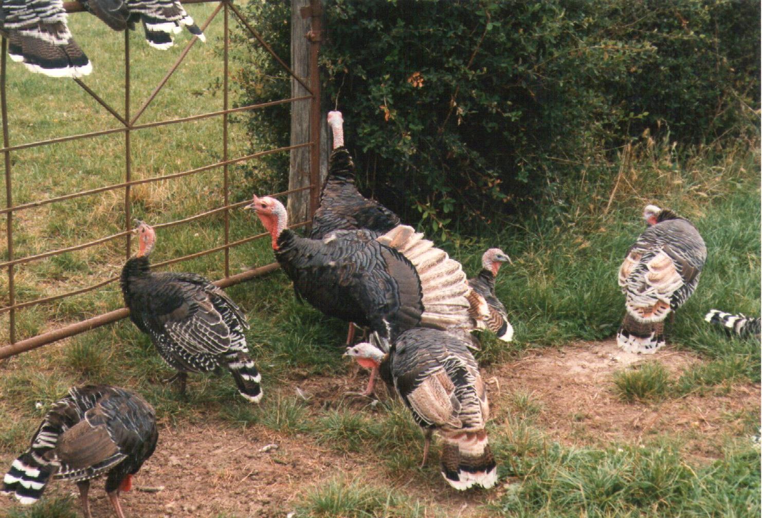 Turkeys