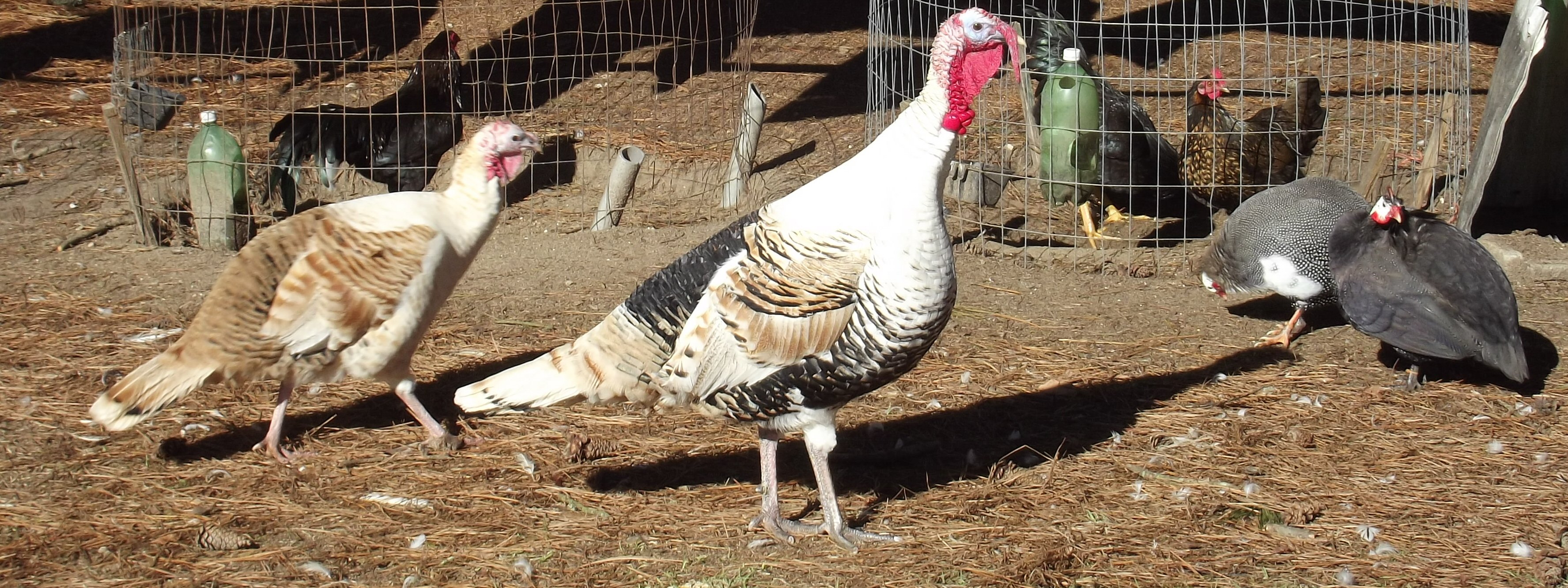 Turkeys.