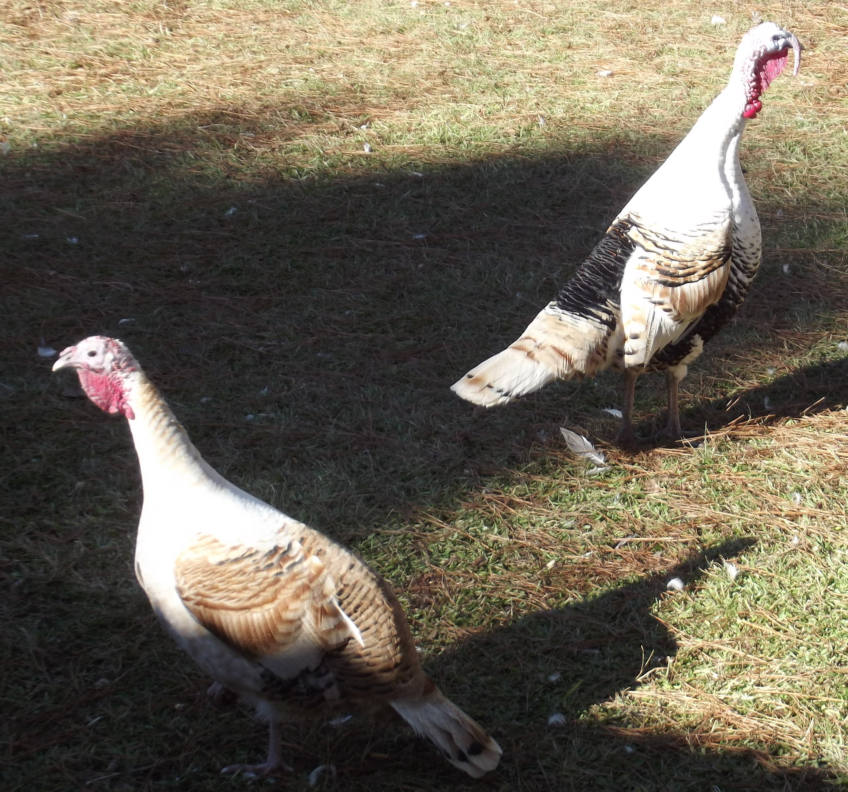 Turkeys.