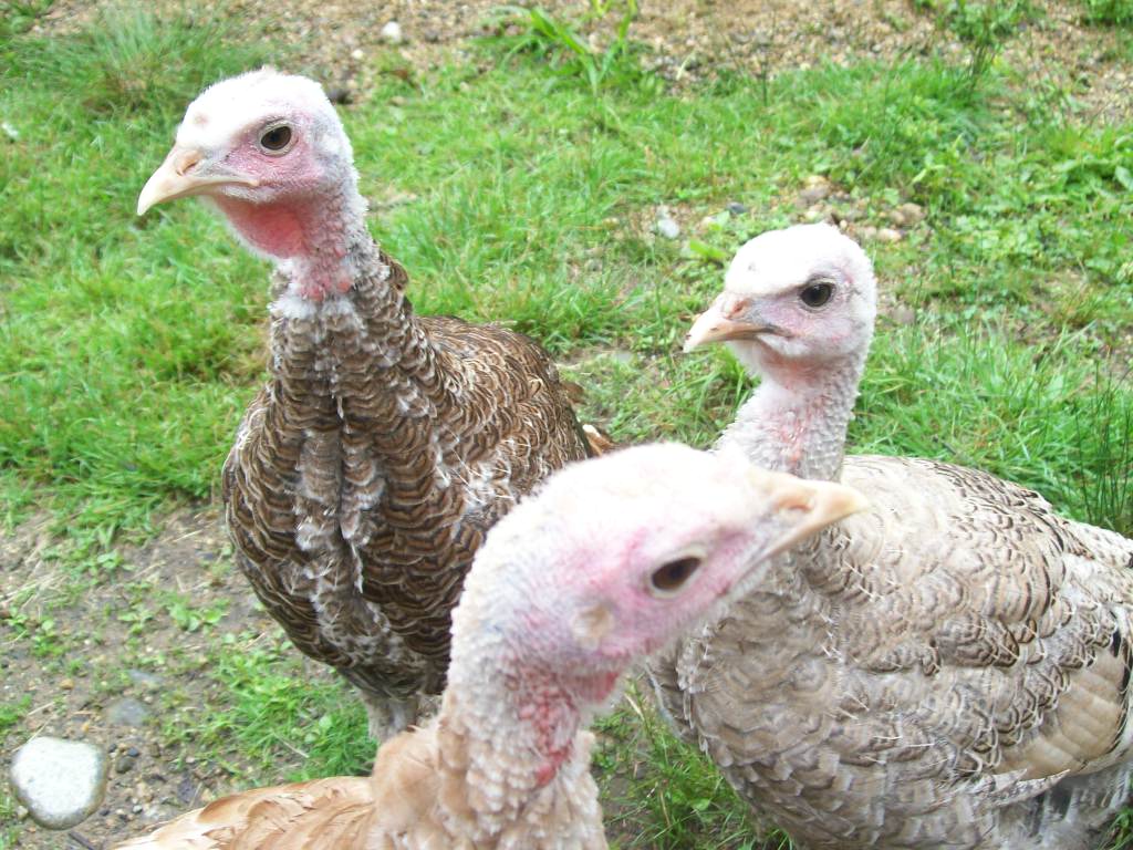 Turkeys