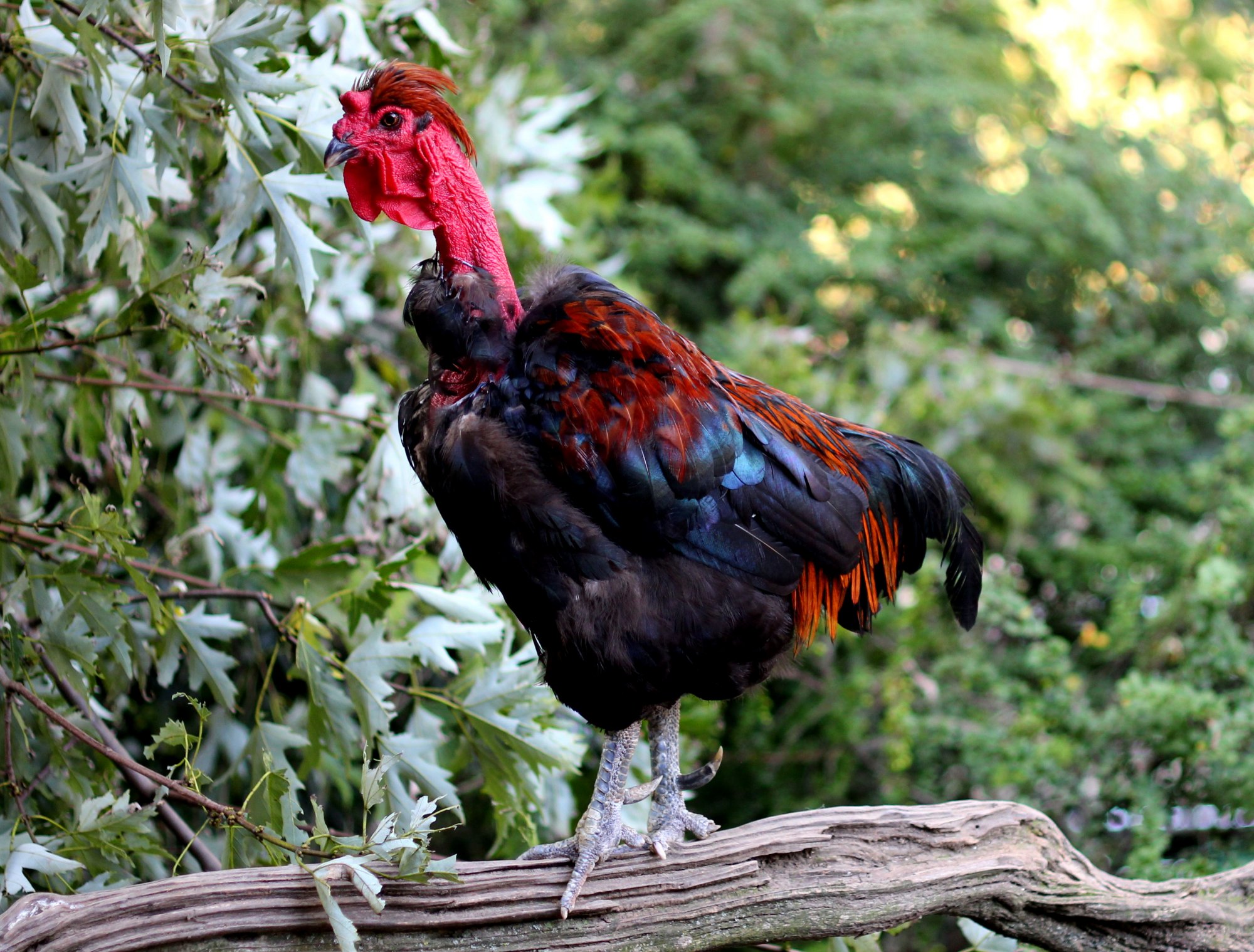 Turkman-BYC