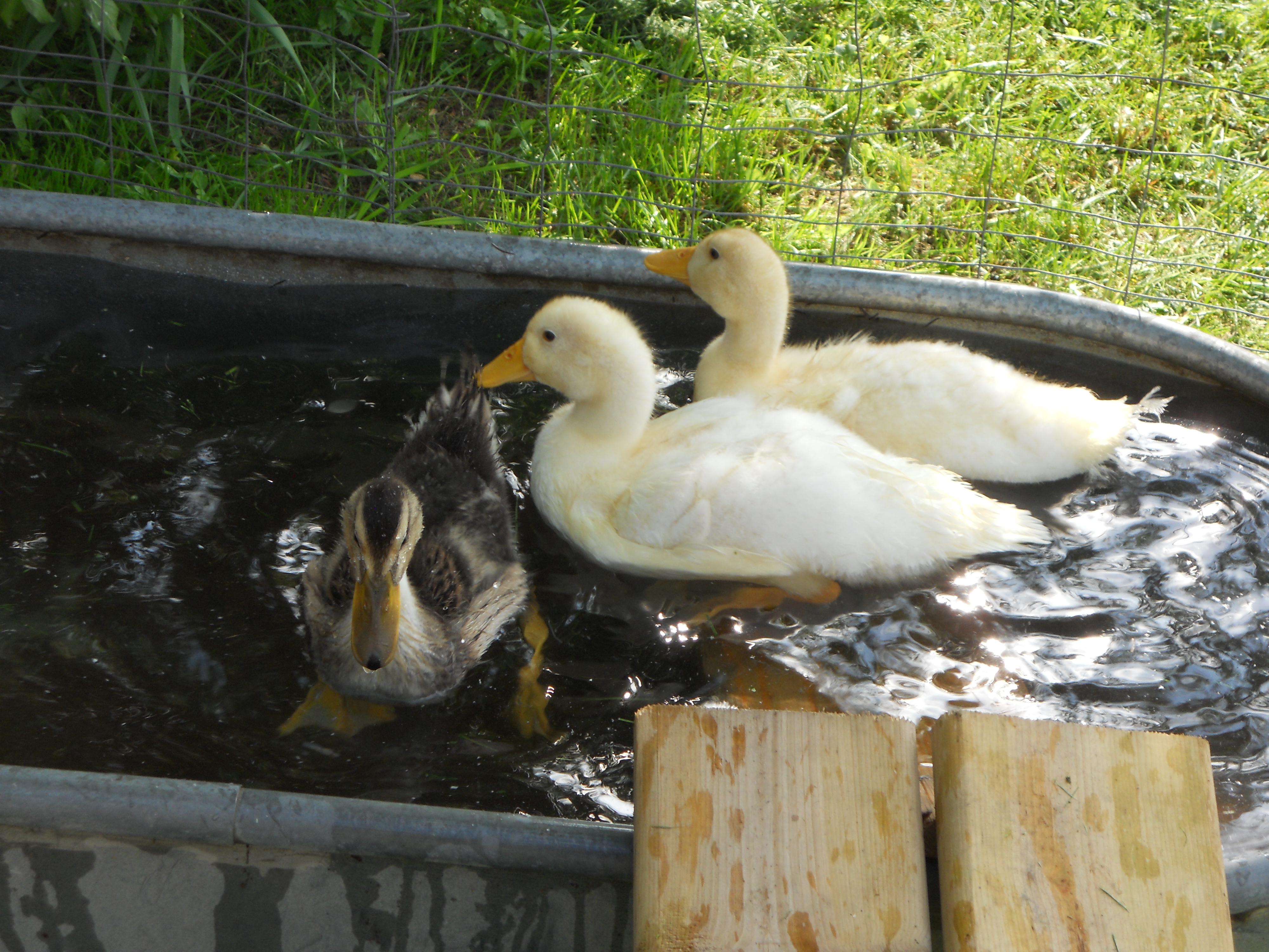 turn around in tub