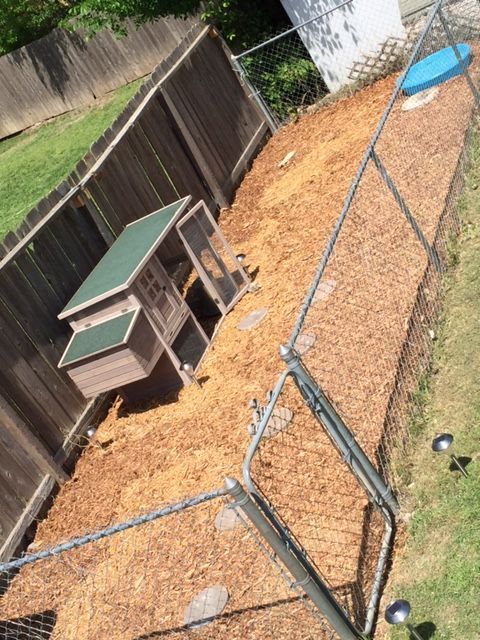 Turned a former dog run into a duck run! We let them roam out of their house when we get home from work everyday and change their pool water for them daily. They go in their house at night and we lock them up, dont even have to tell them!