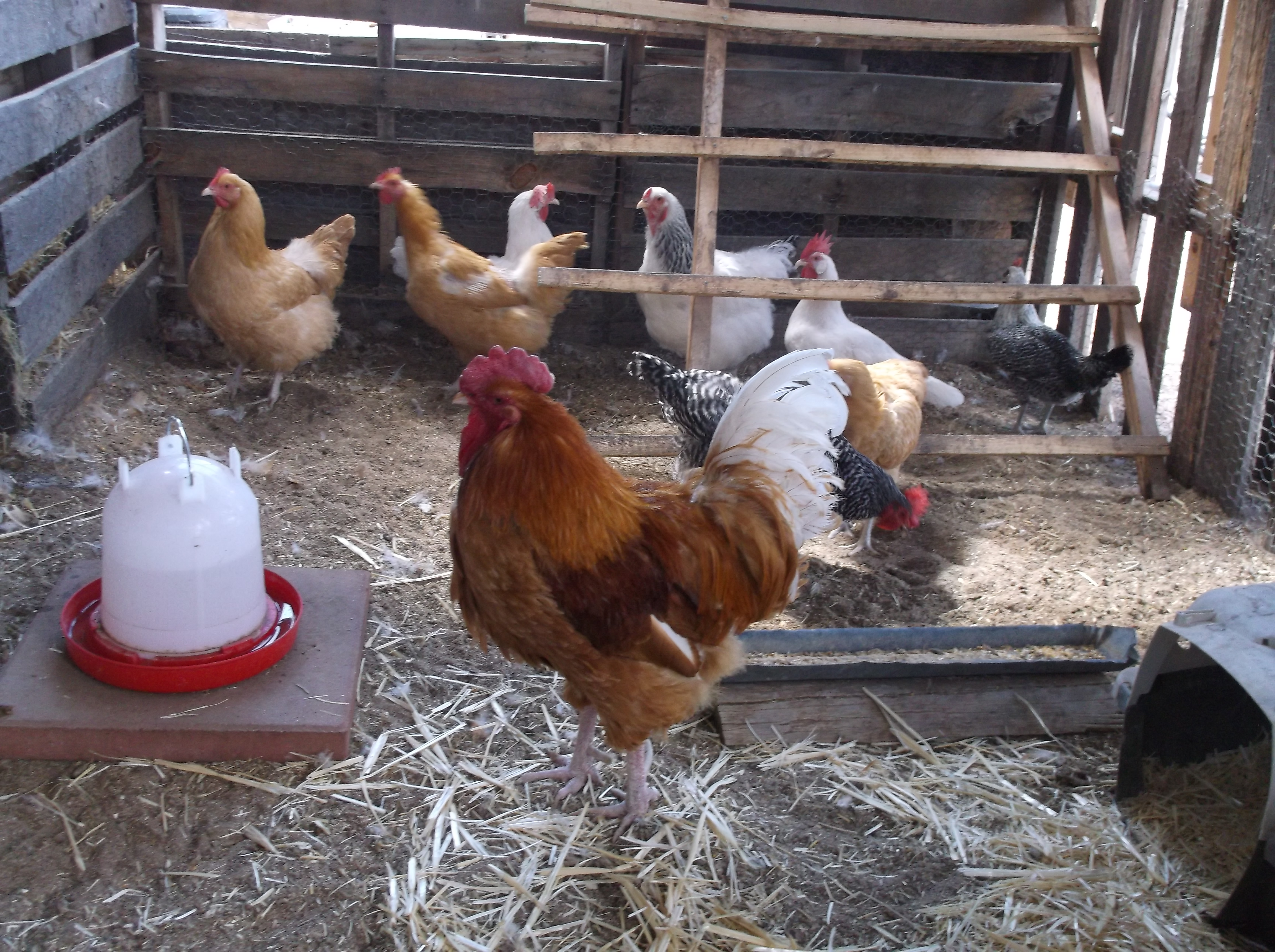 Turned my 8x16 run into a coop. June 2014