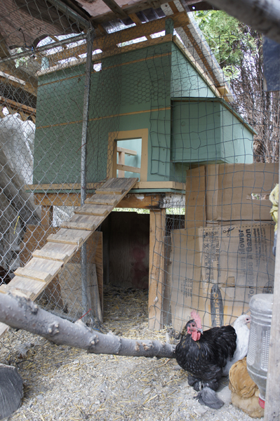 Turned our "grow-out" pen into a bantam pen. Multiple levels give the birds plenty of excercise!