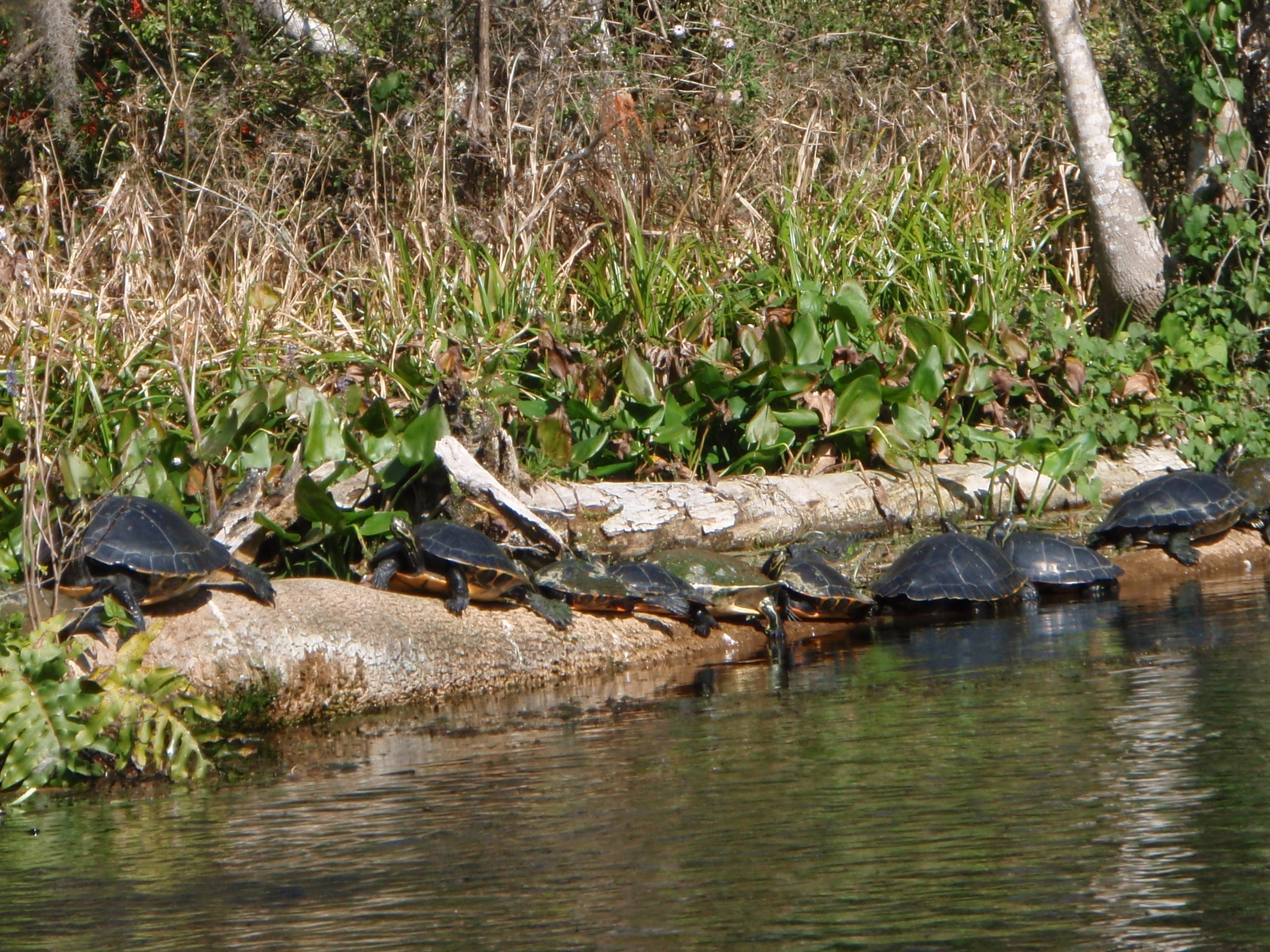 turtles