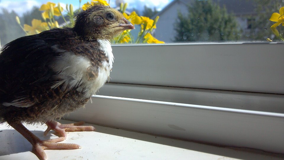 tux chicklet Coturnix