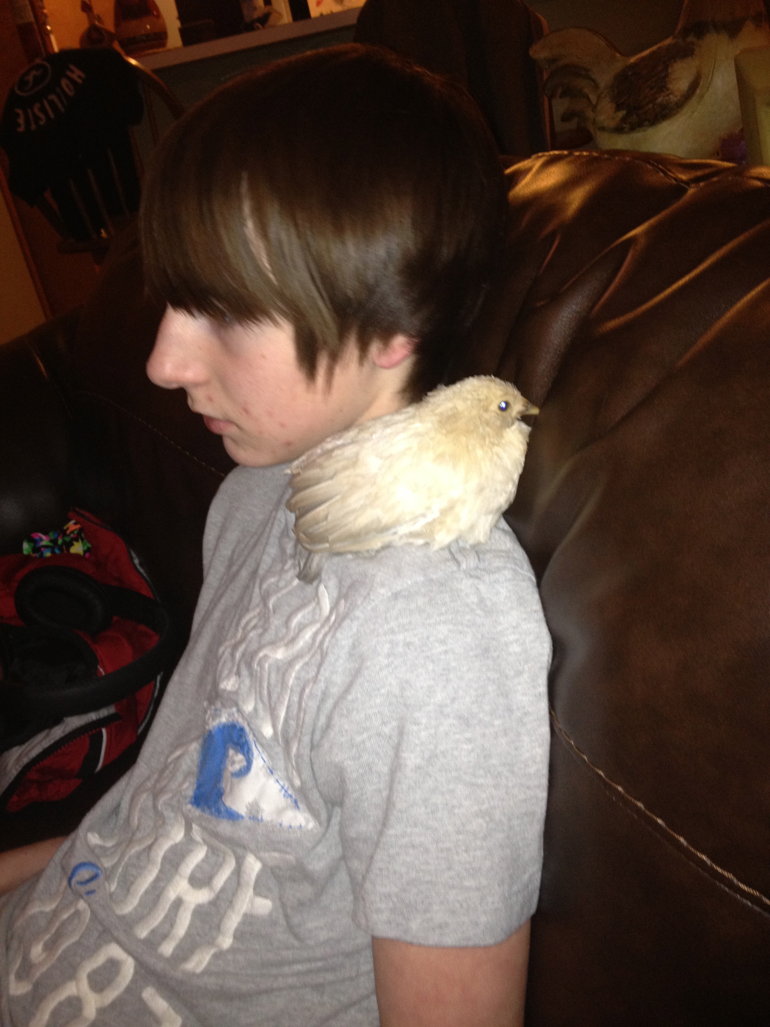 TV time with his newest D'Uccle chick. I don't think they share the same viewing taste.