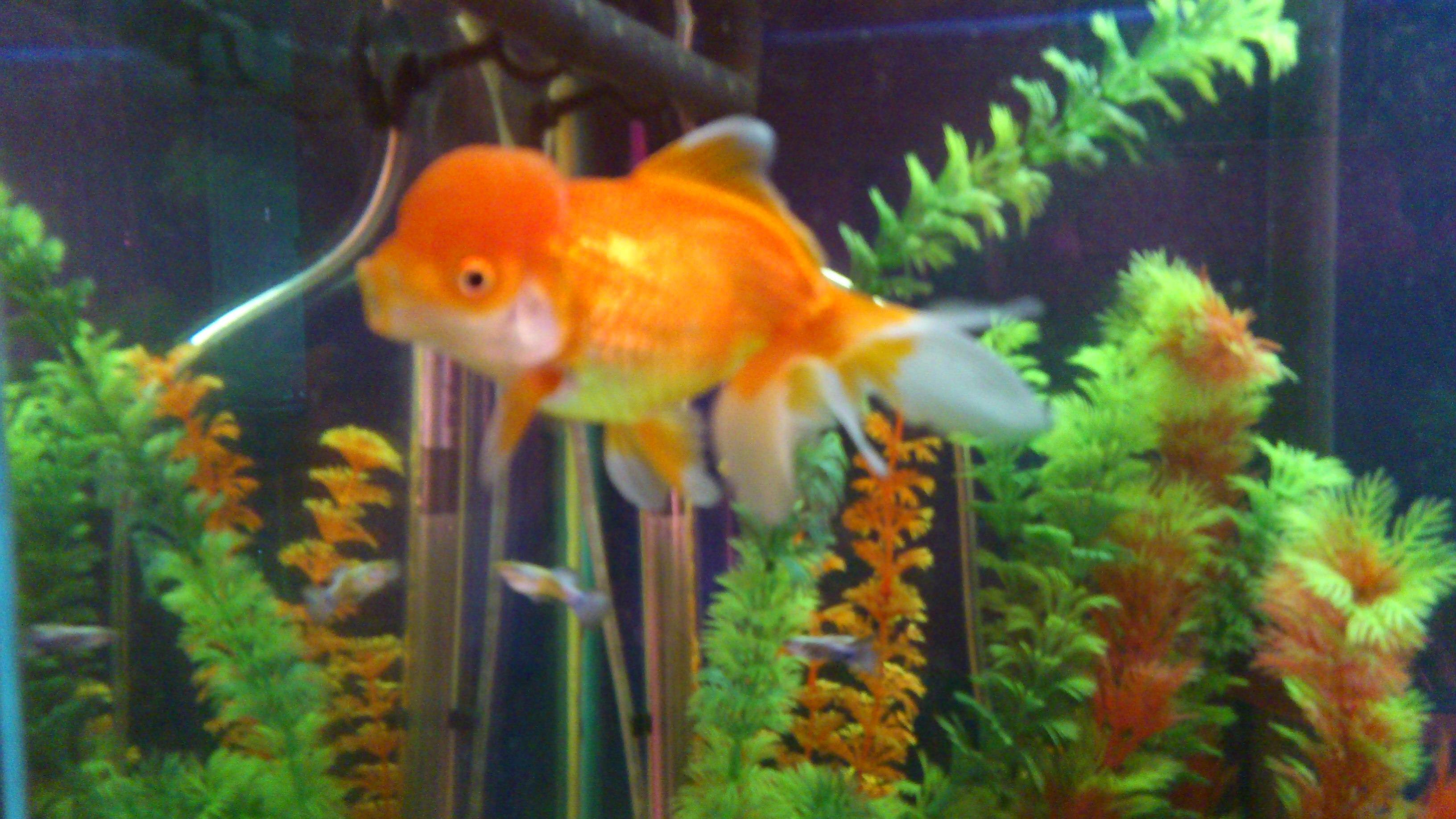 tweedy my oranda goldfish