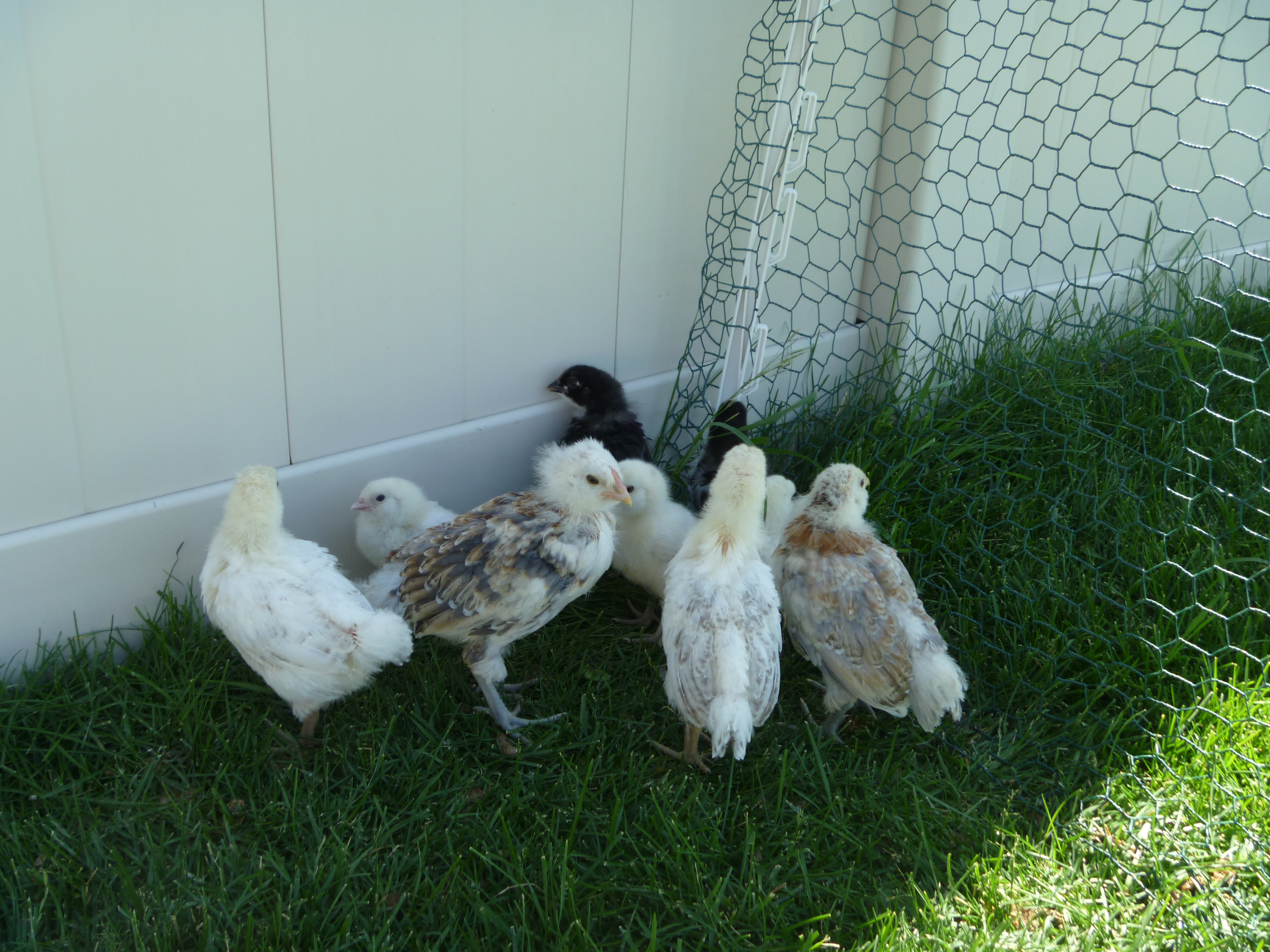 Tweens... Delawares, Wheaten Ameracaunas, Leghorn EE's and FBCMs