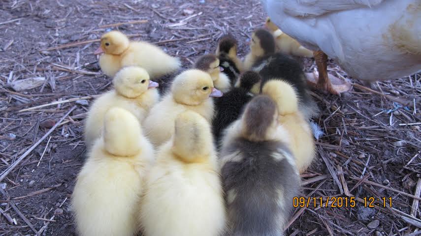 Twelve little muscovy ducklings!