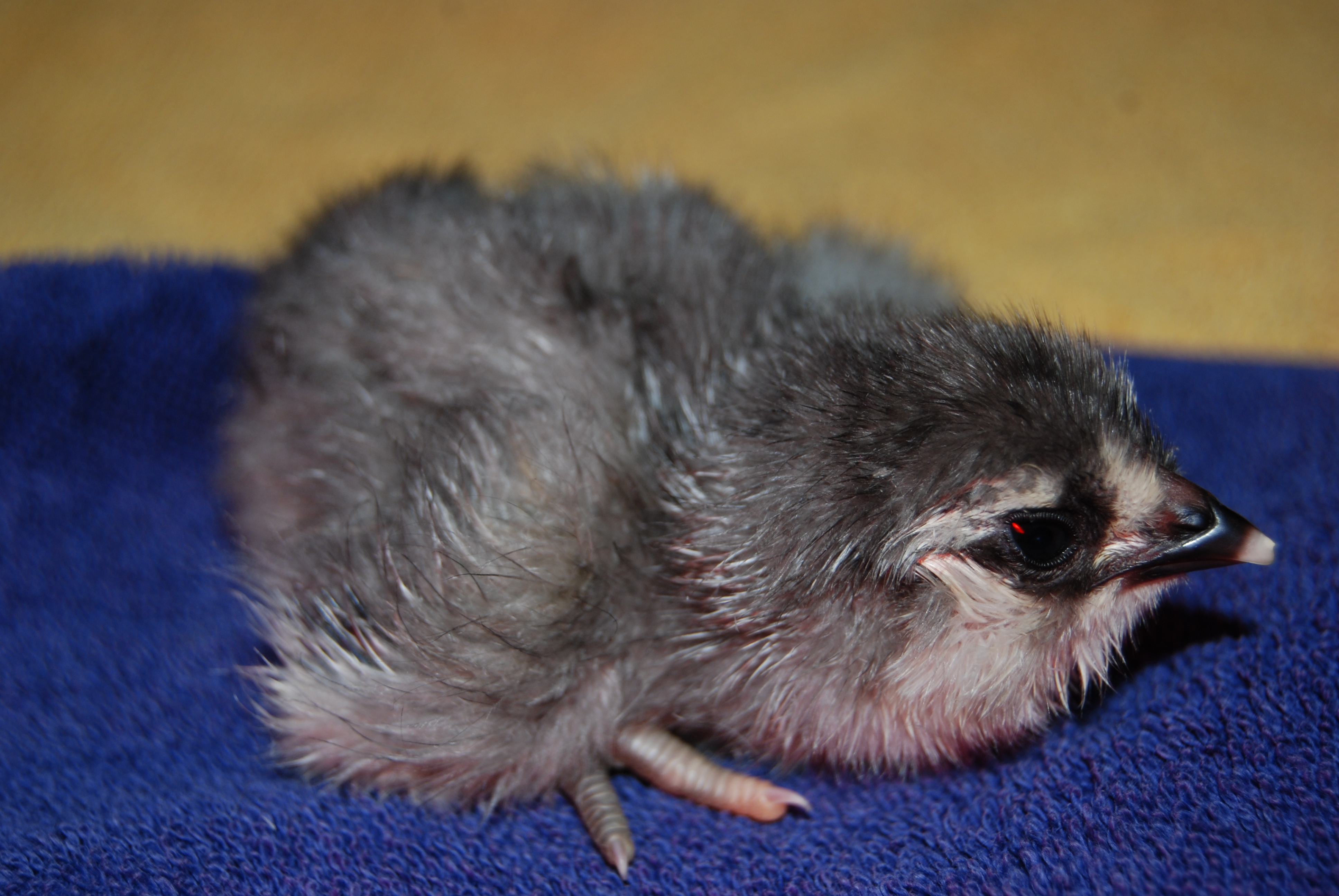 Twilight...approx. an hour old.