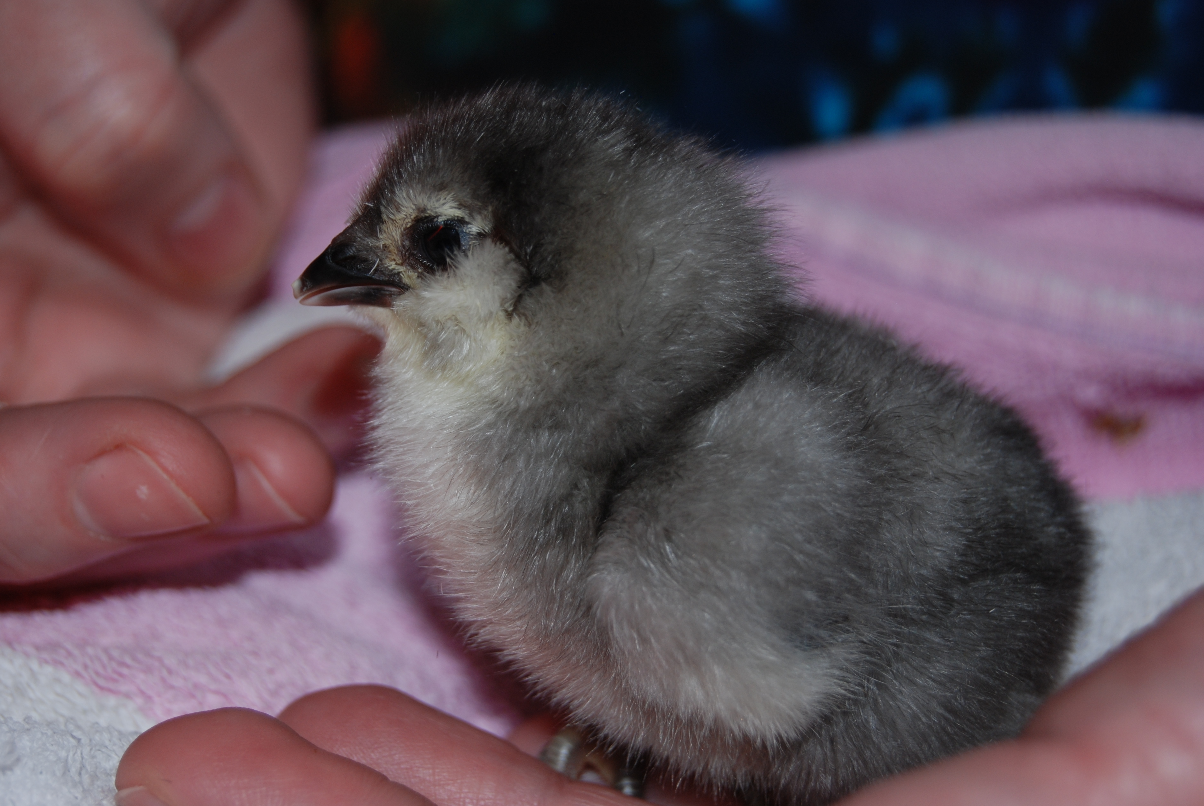 Twilight...between 1 and 2 days old