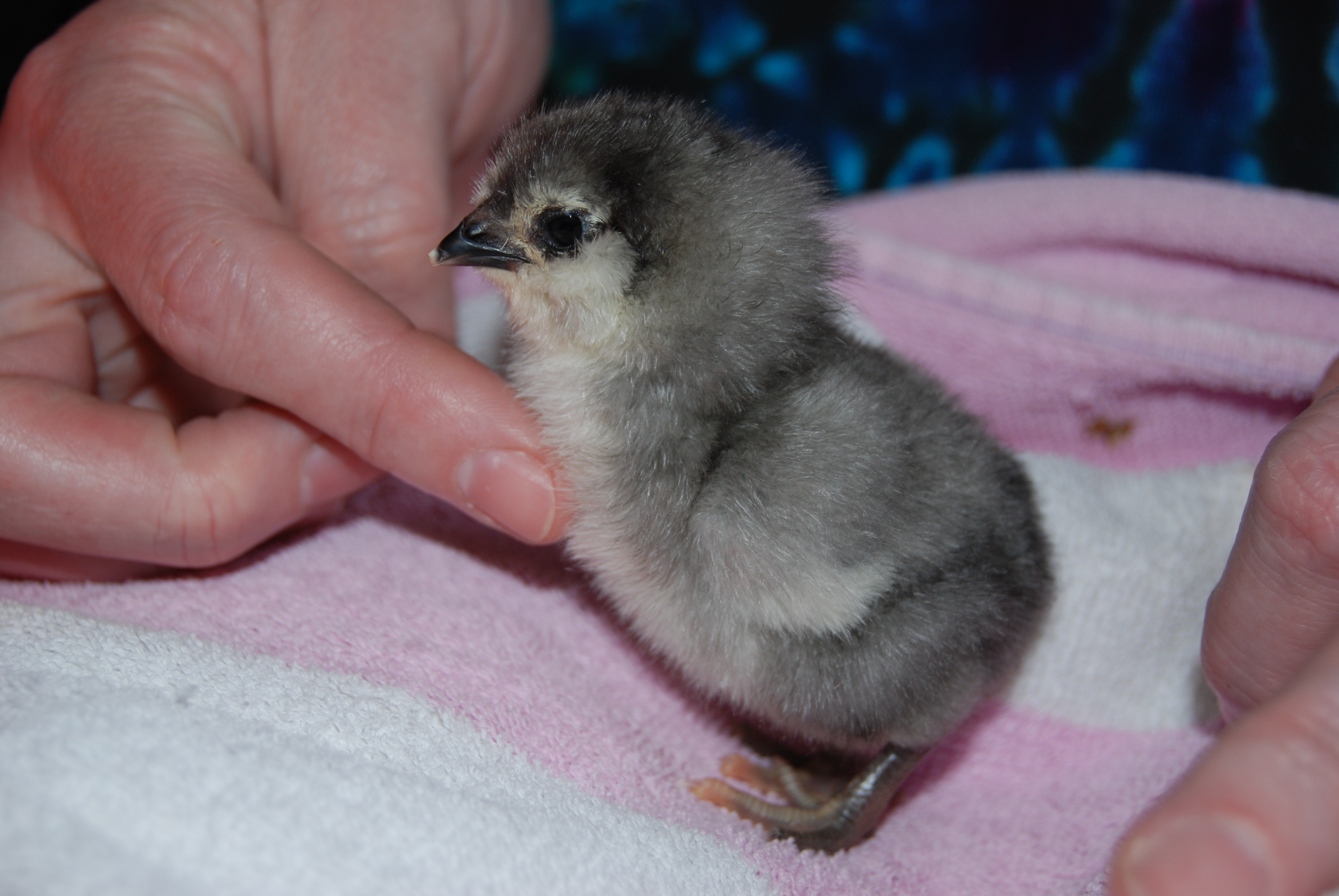 Twilight...between 1 and 2 days old.