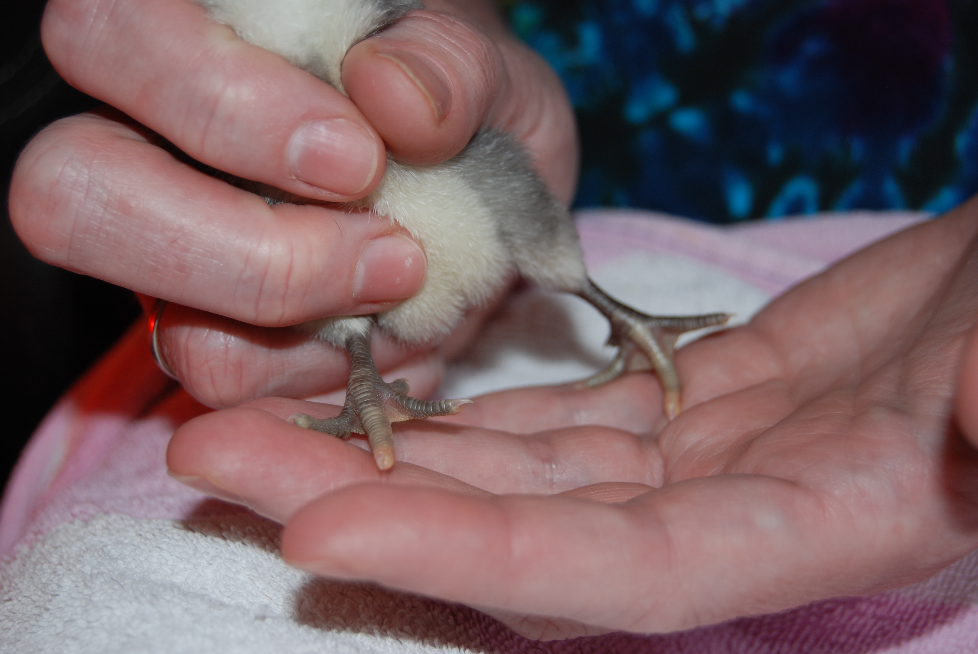 Twilight...feet between 1 and 2 days old.