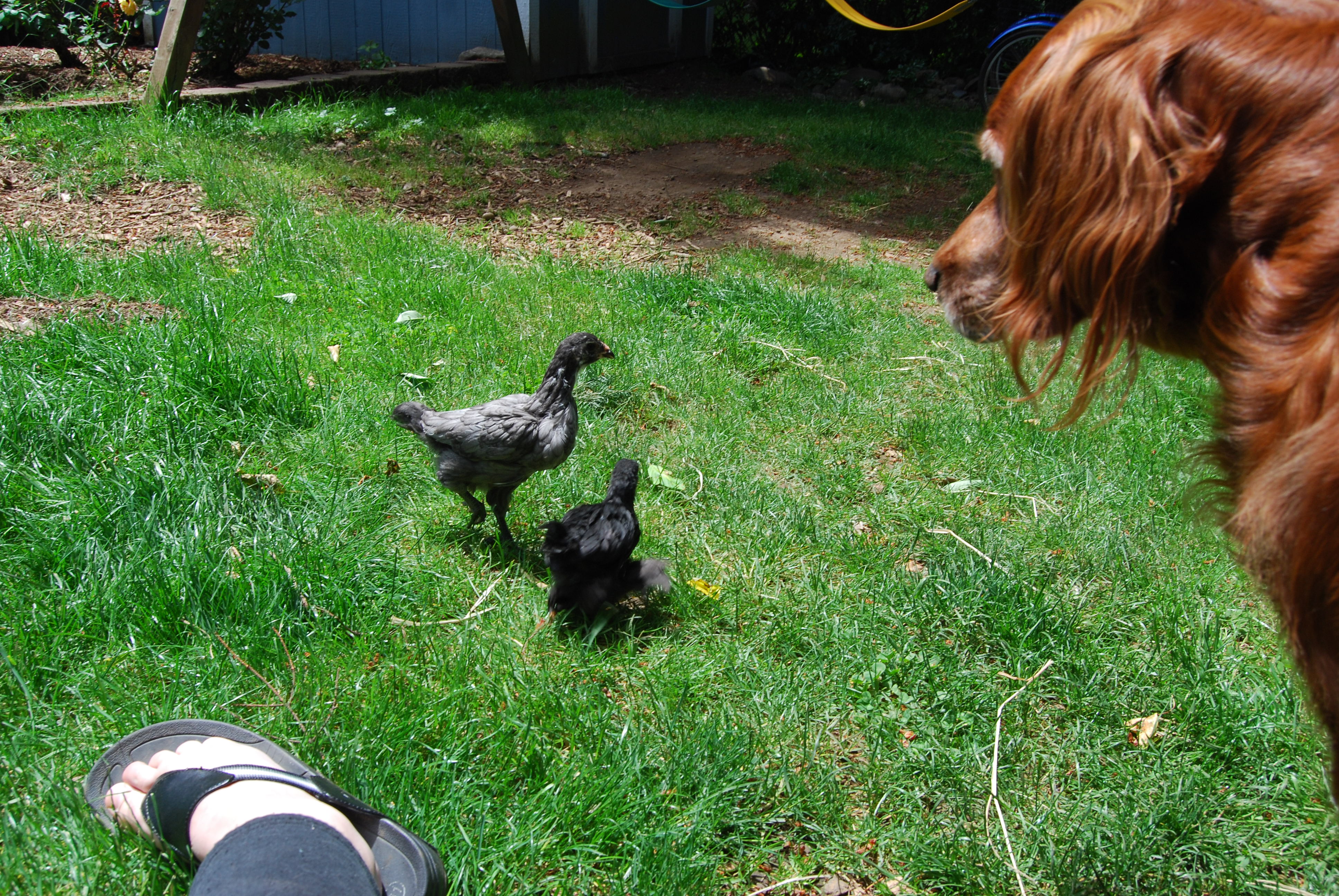 Twilight in back, Katarra (black) front and Joey..Irish Setter.  June 10th 2012
