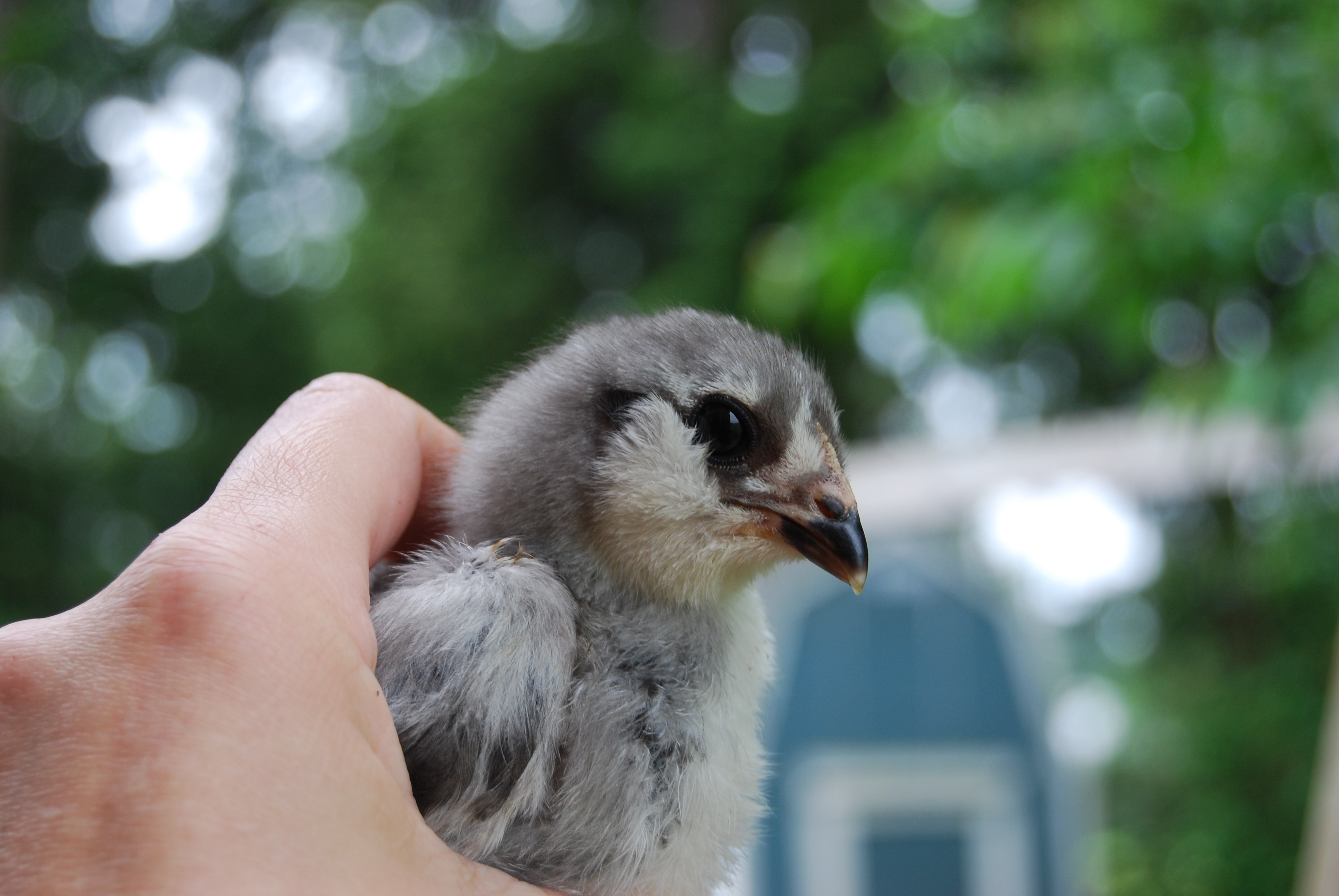 Twilight...still penguin markings on face...May 20th