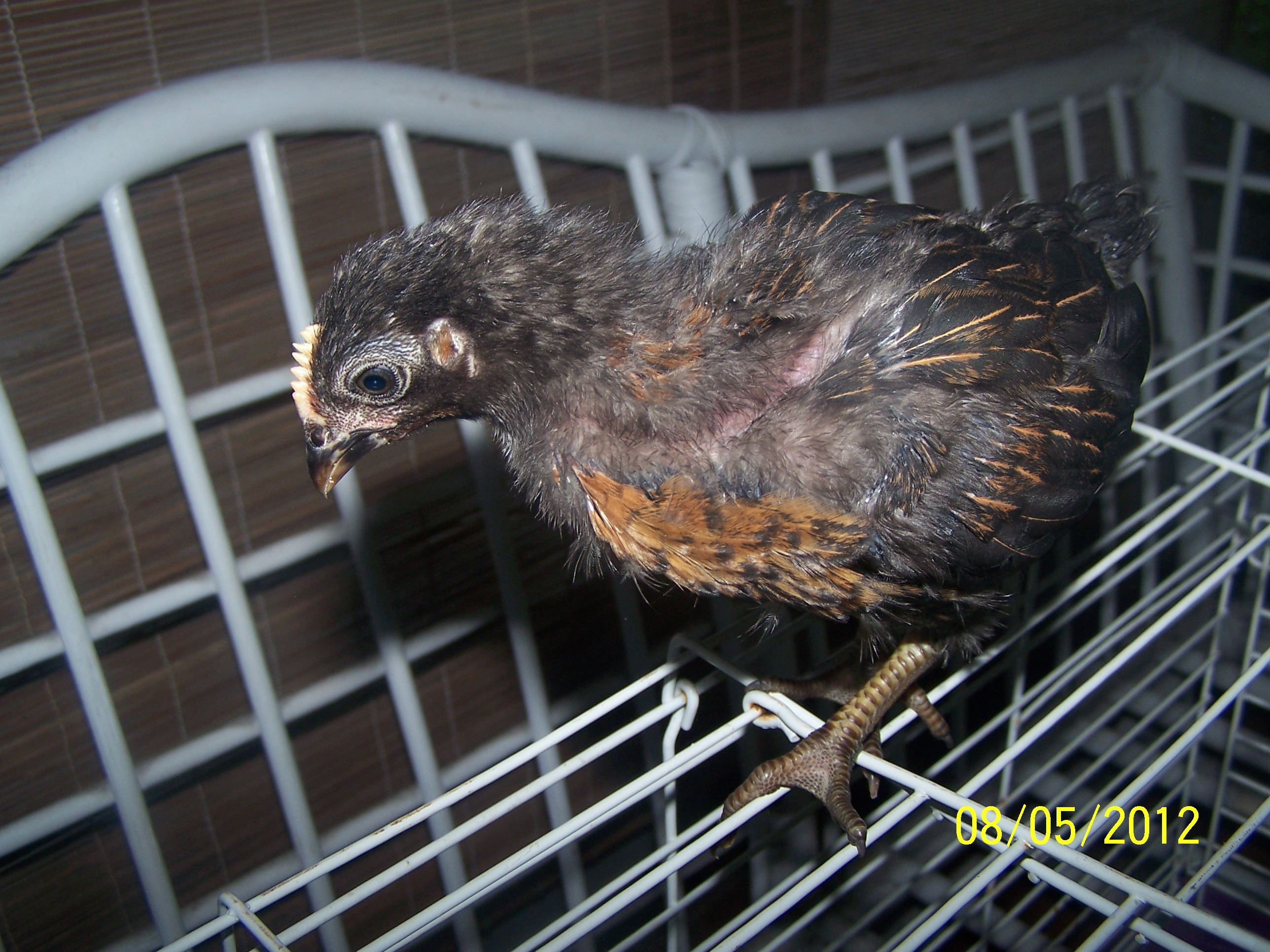 Twilight up front is gonna look like feathers she is 2 weeks old