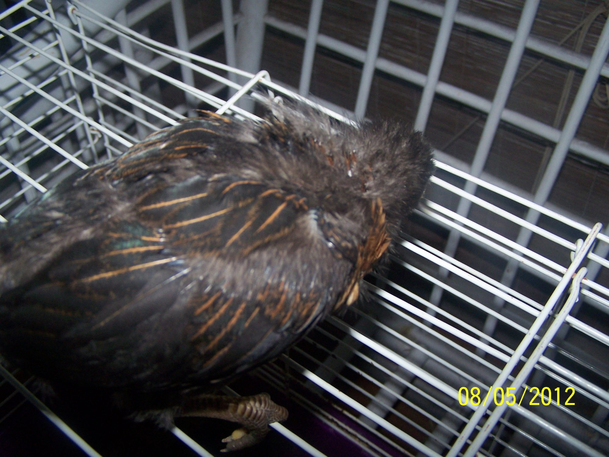 twilight's back she is gonna look like feathers yay 2 weeks old