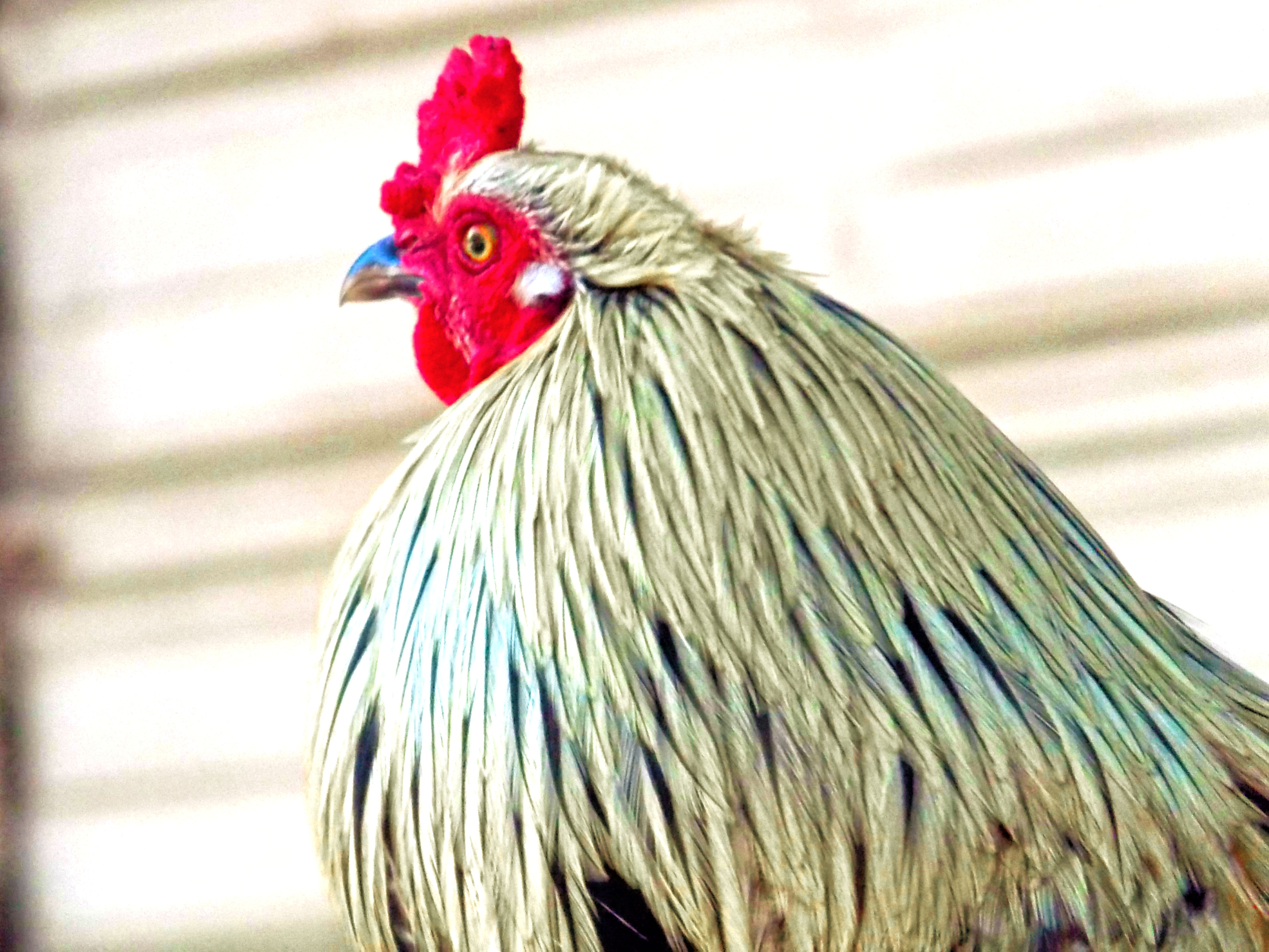Twinkie.  He's a phoenix x EE mix.