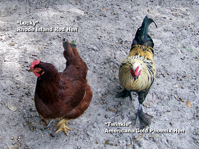 Twinkie is a rooster, not a hen.  lol!
