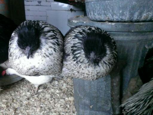 Twins!