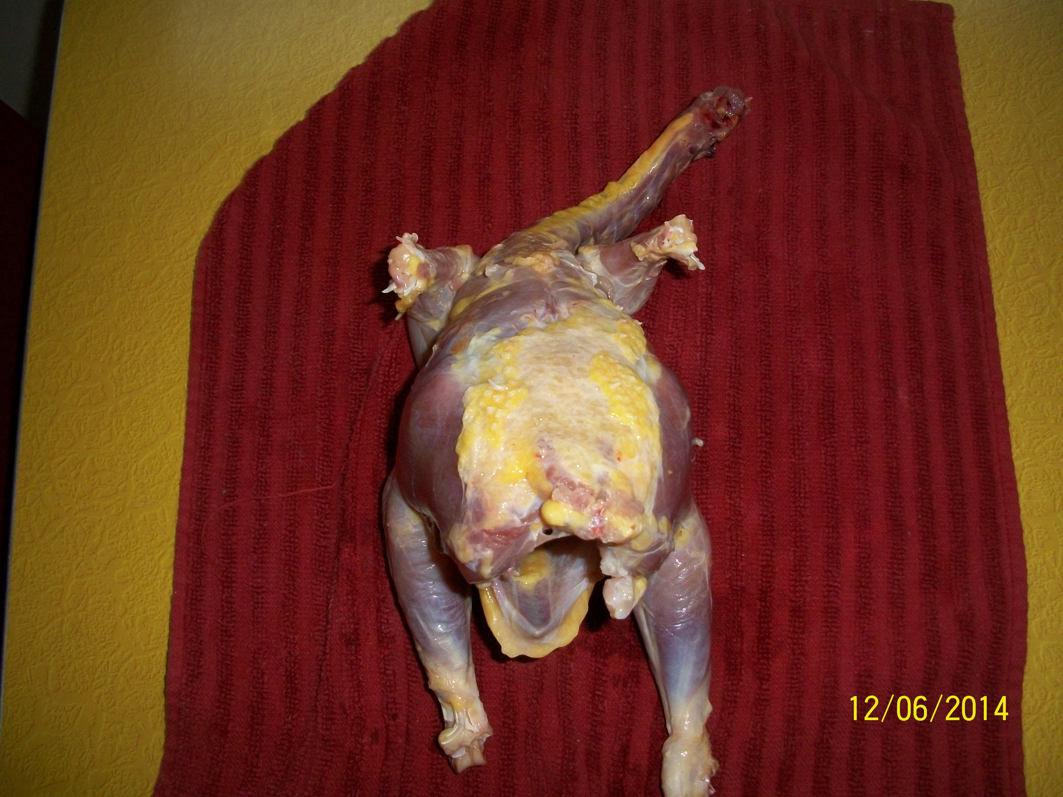 Twisted pelvis, or wry tail.